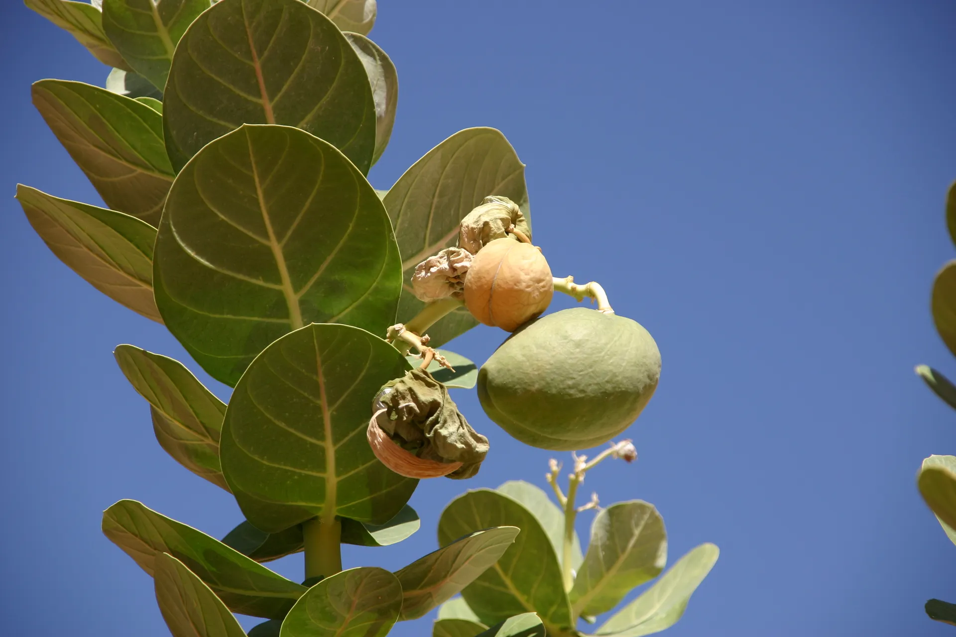 Uitgebloeide bloemen en vruchten van de vetplant [Akakus gebergte]