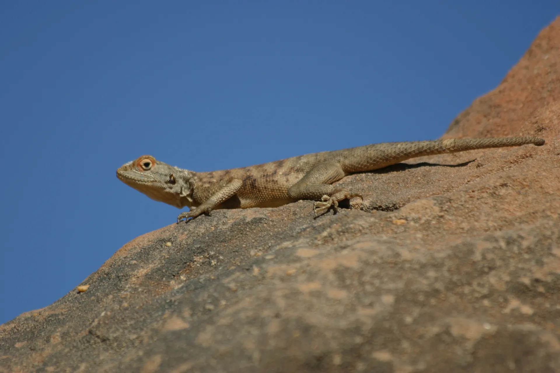 Hagedis [Akakus gebergte]