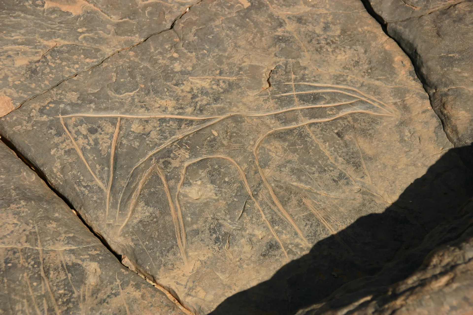 Rotstekening van een gazelle [Messak Mellet reli&euml;f]