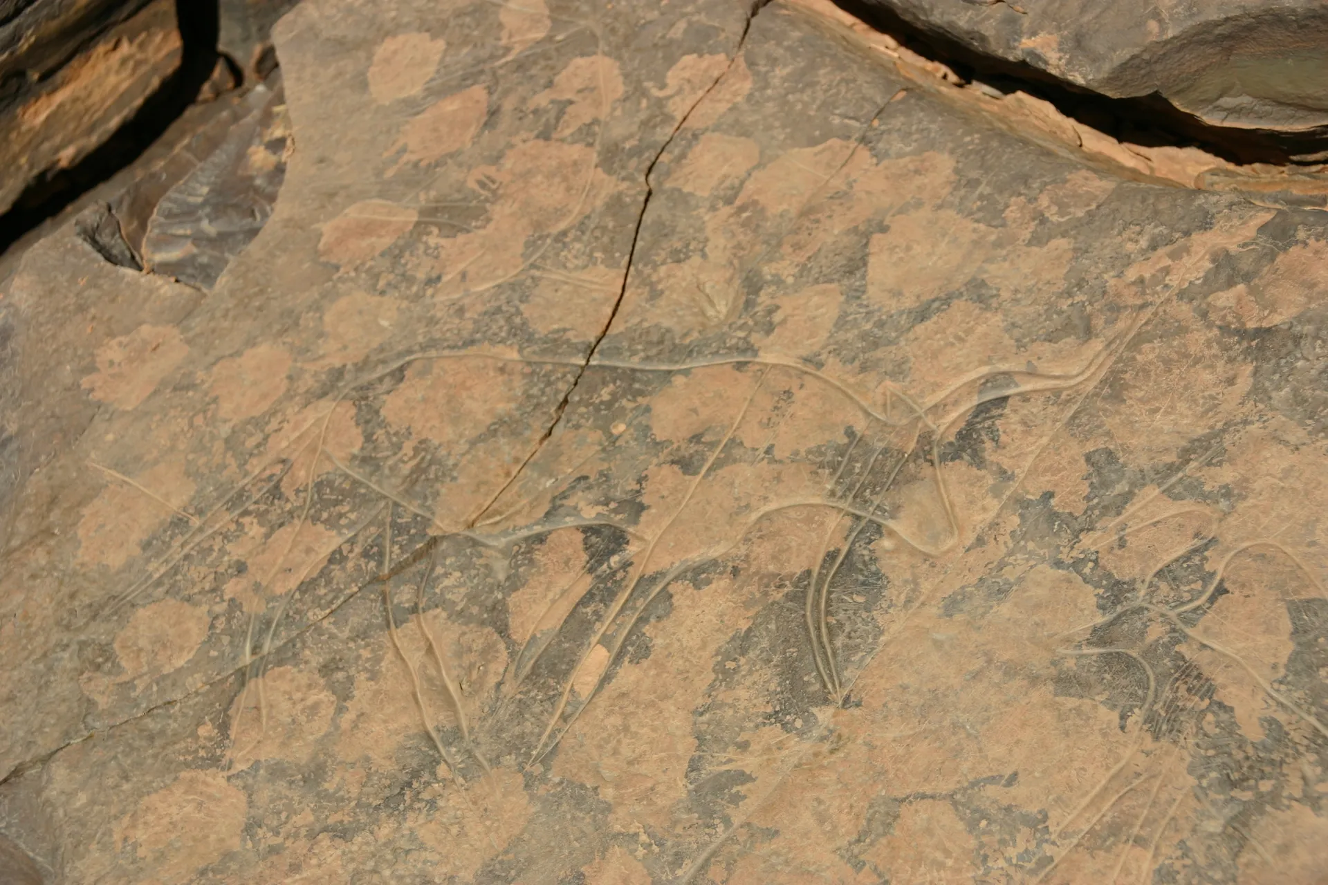 Rotstekening van een prehistorisch rund [Messak Mellet reli&euml;f]