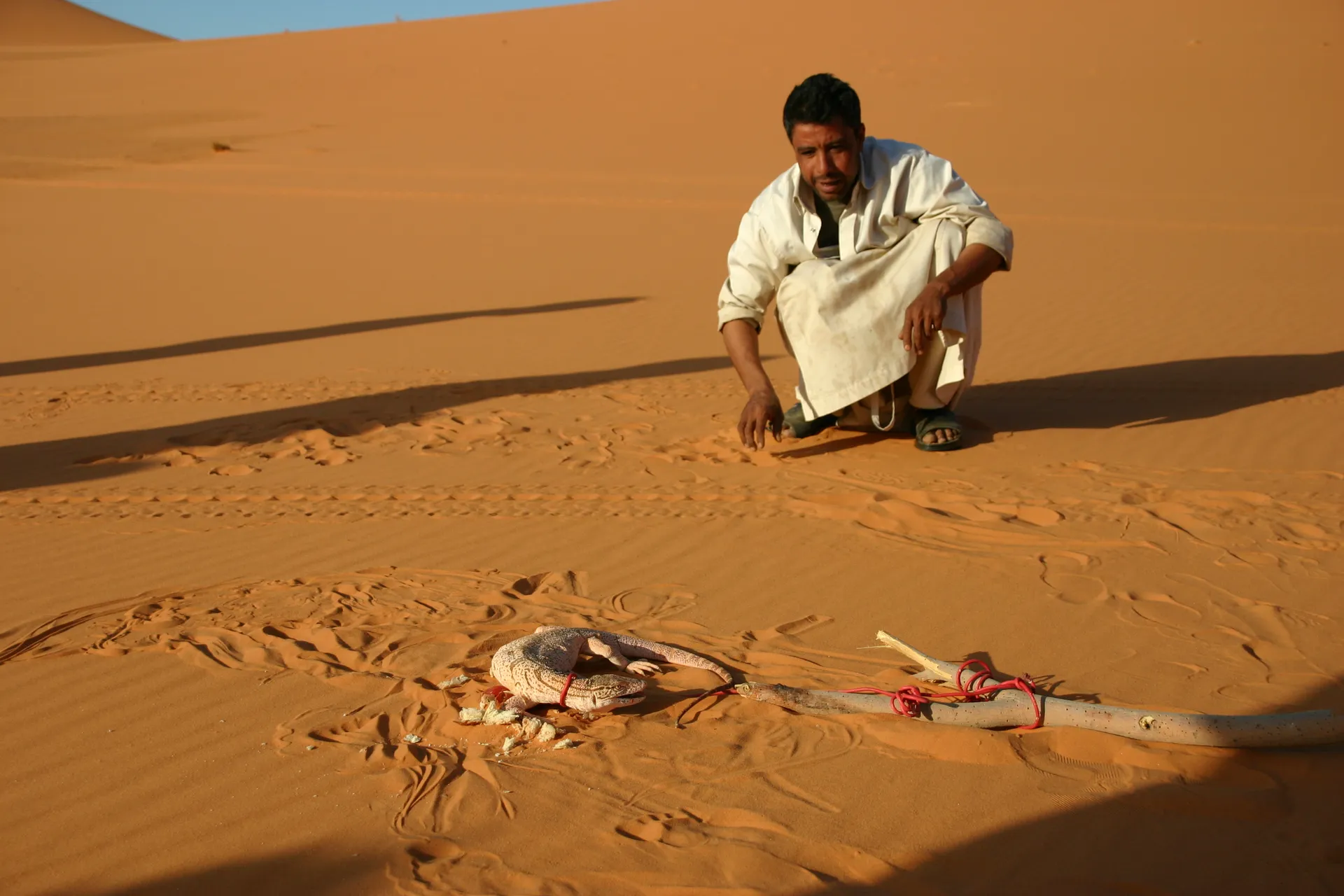 Hagedis gevangen door de chauffeurs [Murzuq zandzee]