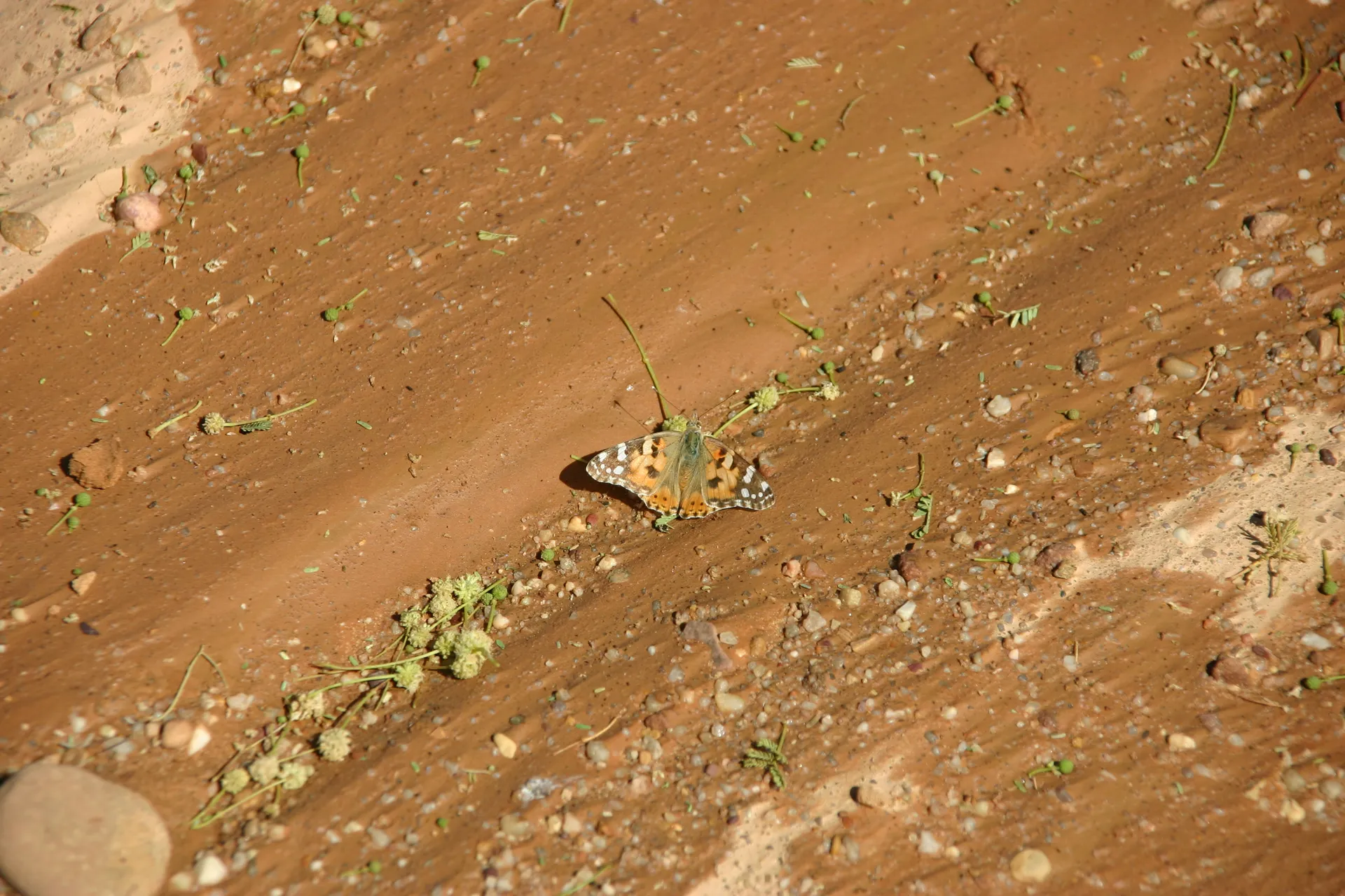 De distelvlinder benut alle vochtige plekjes [noordelijke rand Murzuq zandzee]