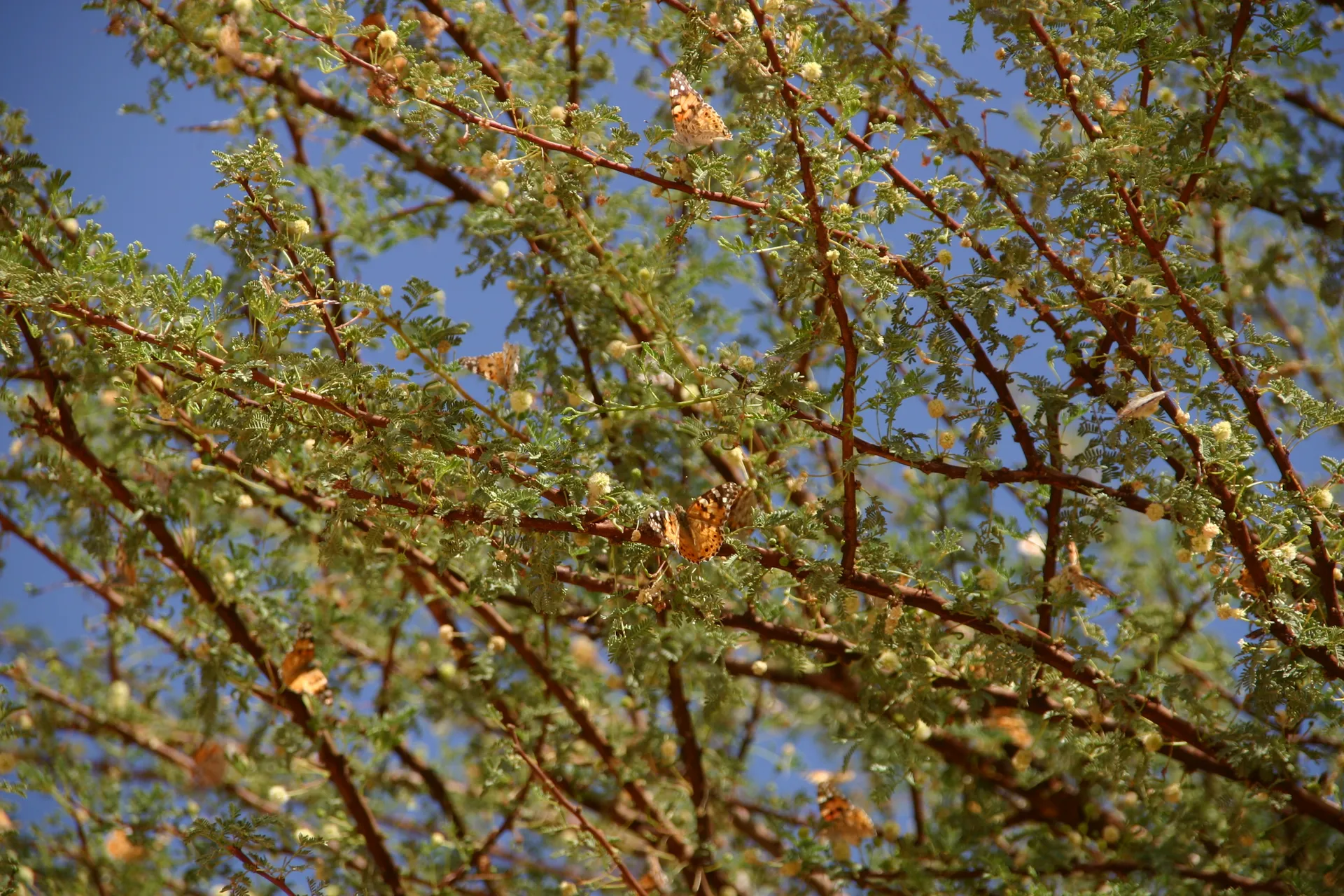 Acacia vol met distelvlinders [noordelijke rand Murzuq zandzee]