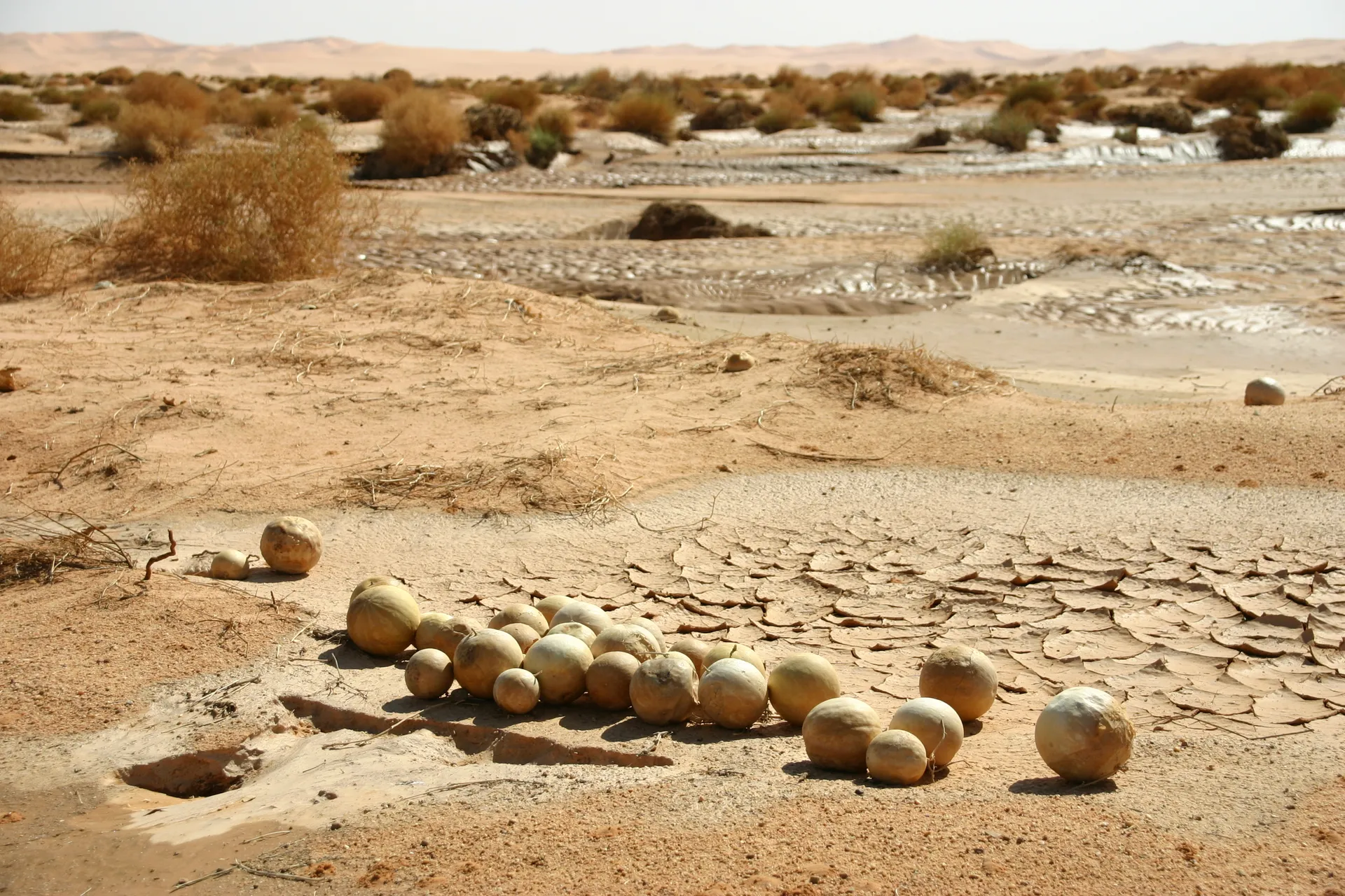 Bollen met zaad, de planten zelf zijn verschrompeld tot wat takjes [noordelijke rand Murzuq zandzee]