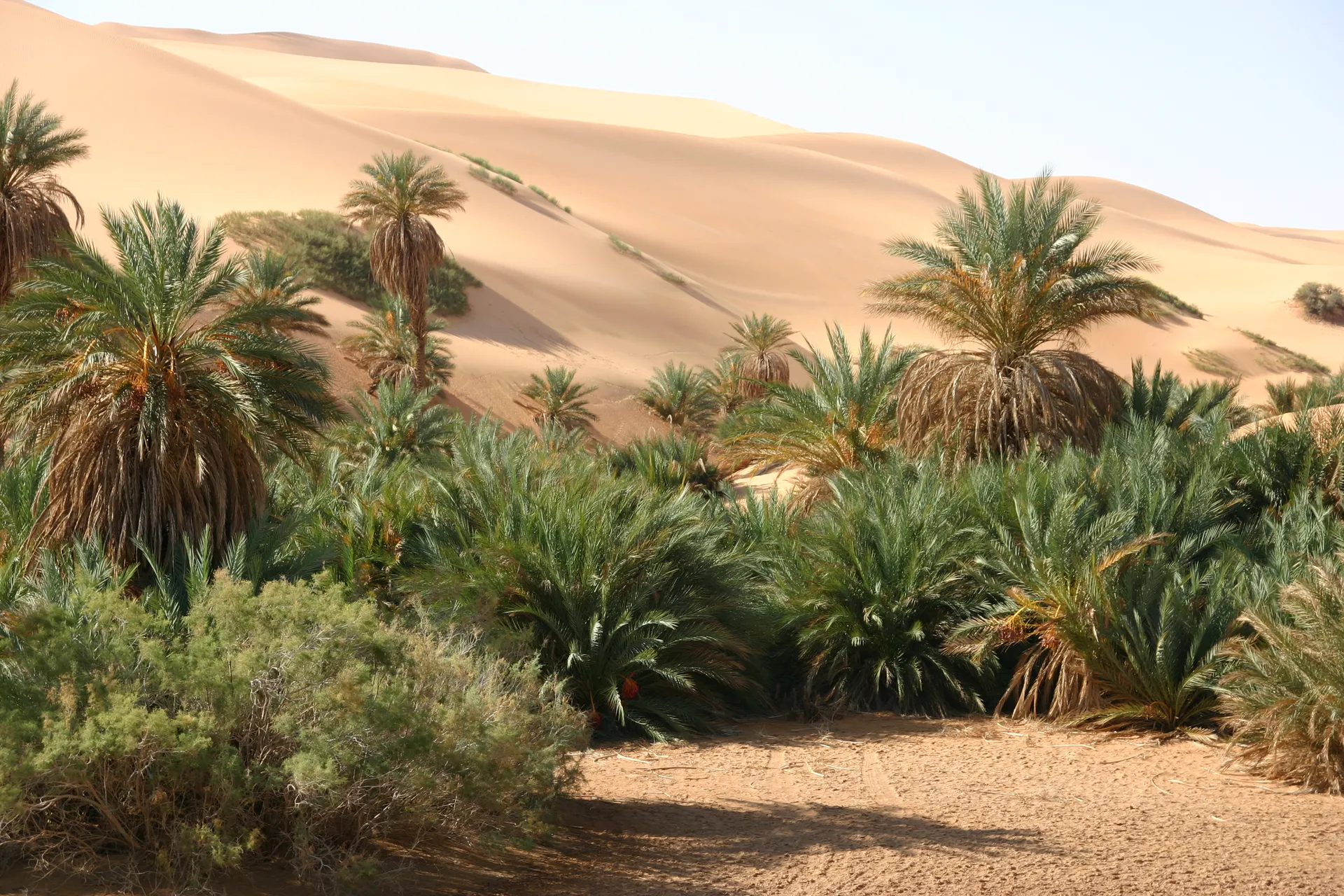 Palmbomen langs de oever van een droog gevallen woestijnmeertje [Ubari zandzee]