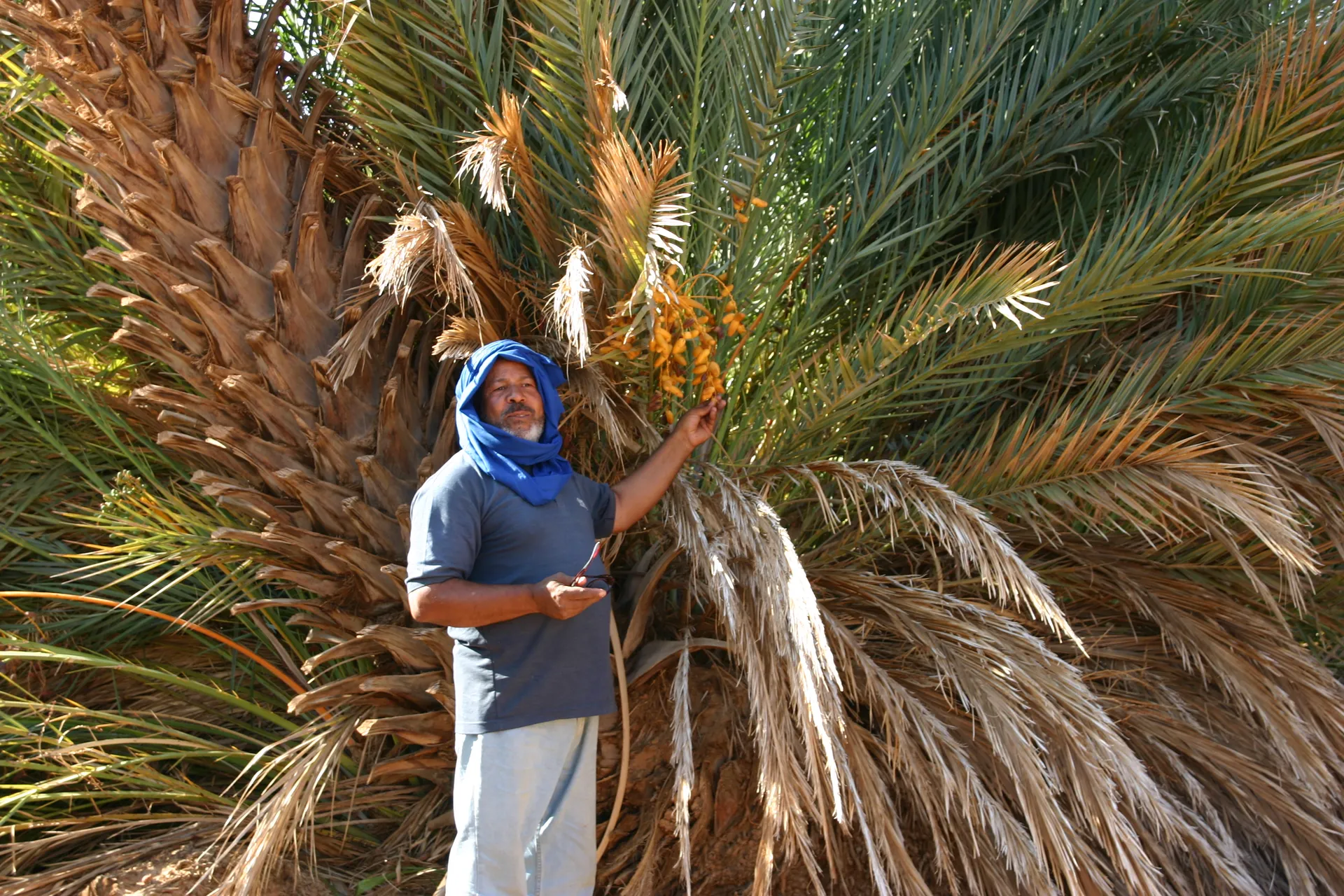 Onze gids Abdullah plukt rijpe dadels van de palmbomen [Ubari zandzee]