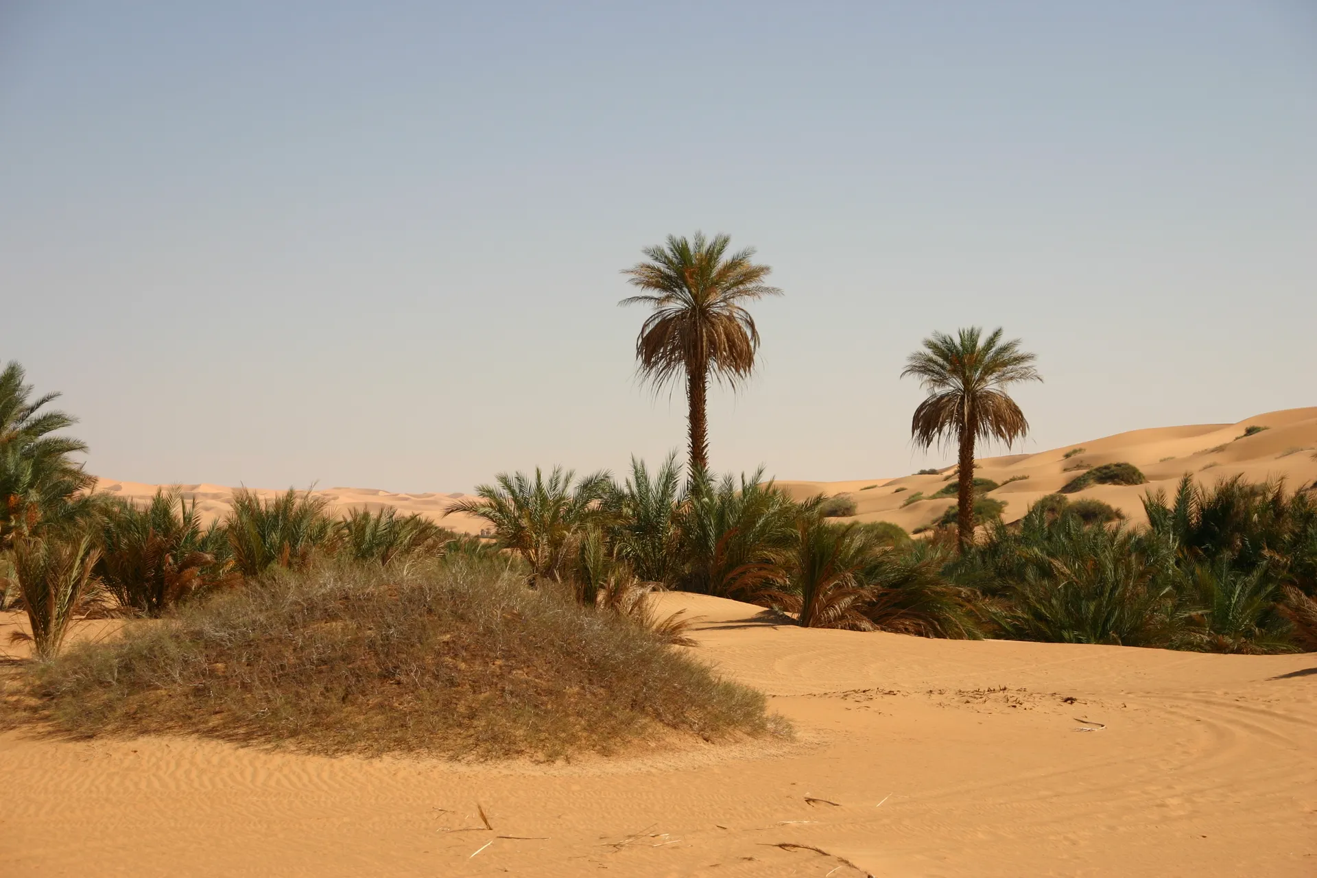 Groen in het zand [Ubari zandzee]