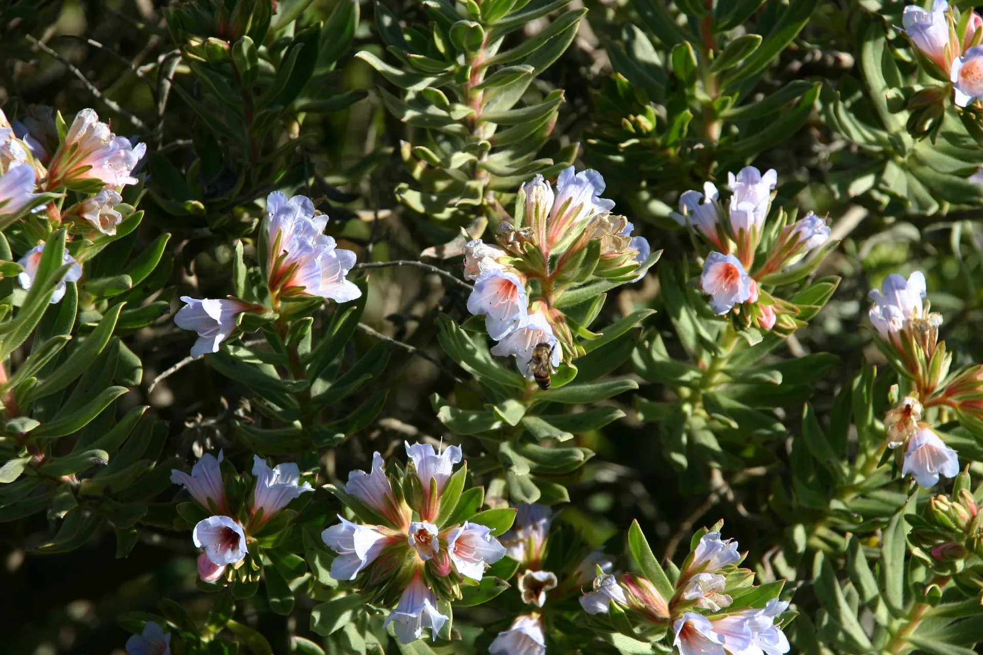 Bloeiend <i>fynbos</i> op Lion´s Head [Kaapstad]