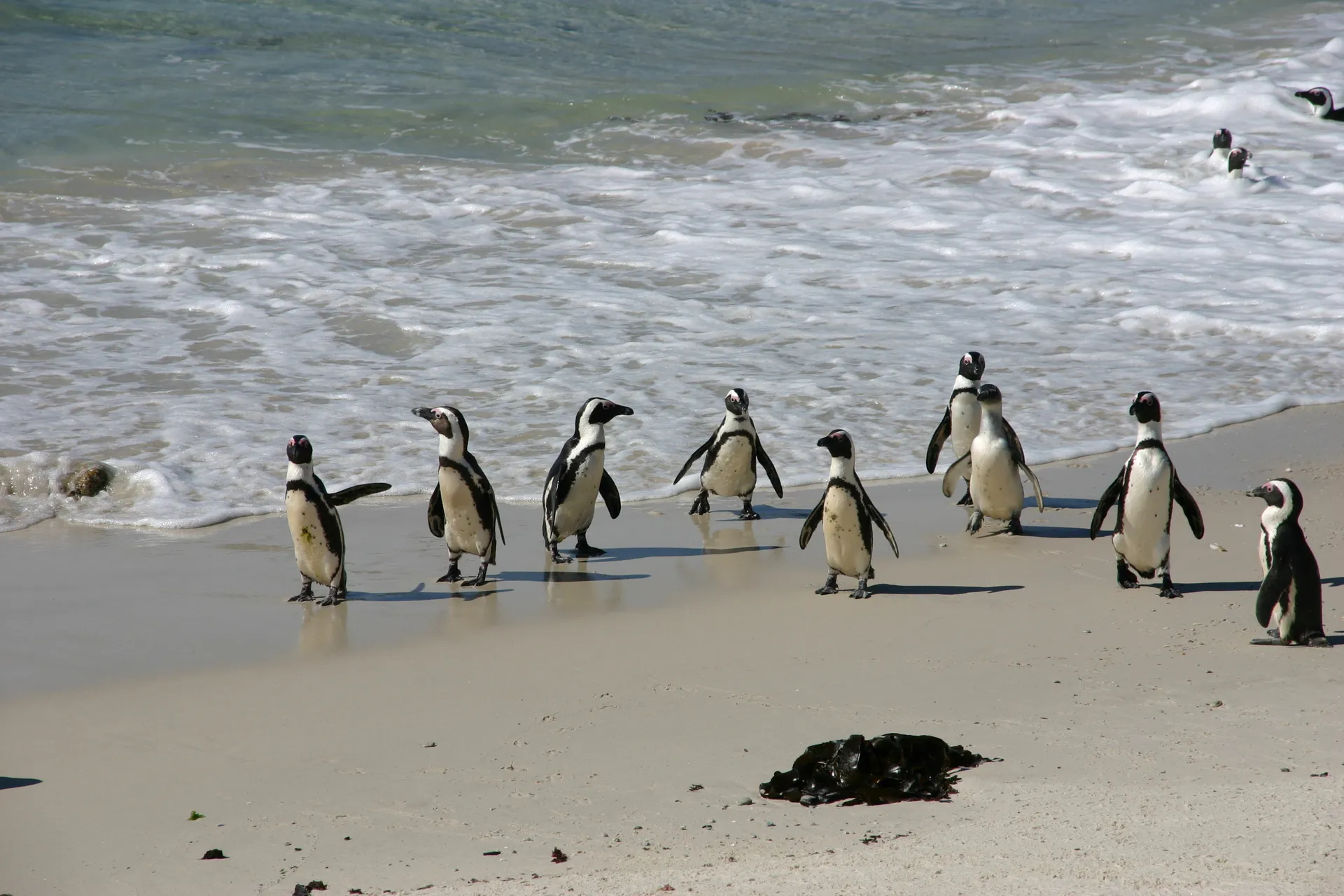 Pinguïns [Kaaps schiereiland, Z-Afrika]
