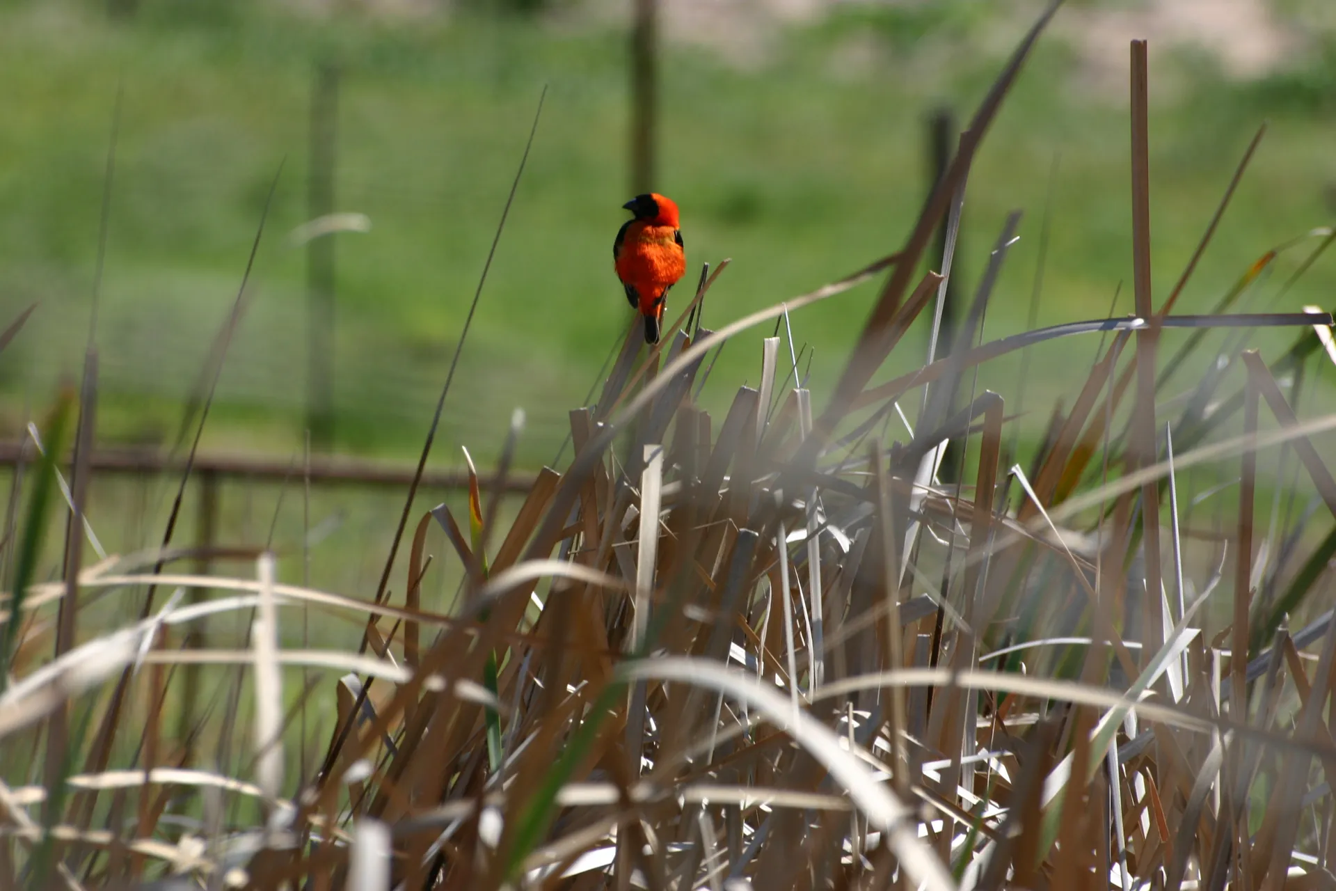 Grenadierwever in het riet [Z-Afrika]