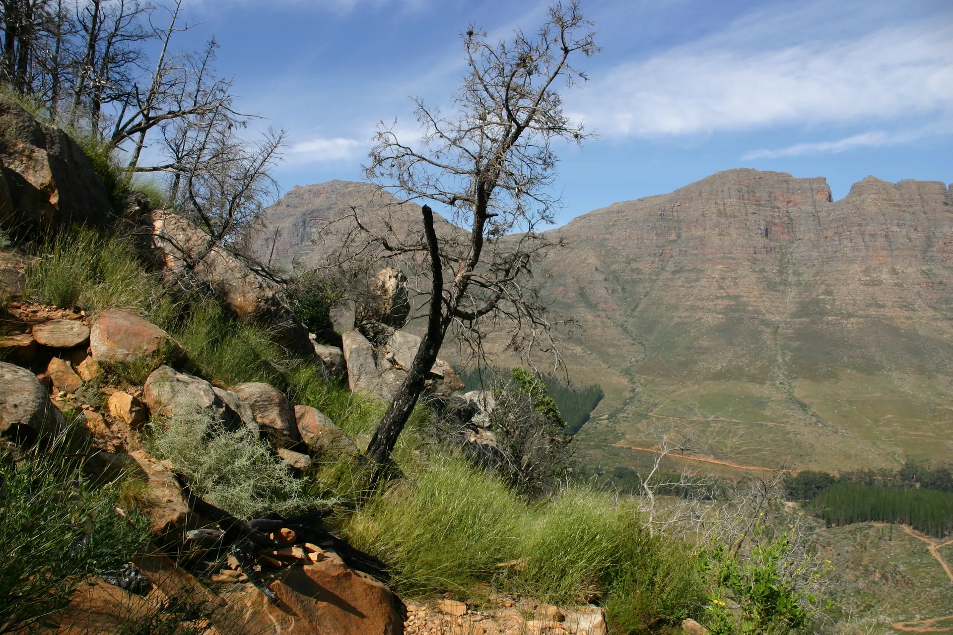 <i>Fynbos</i> met sporen van brand door blikseminslag [Cederbergen]