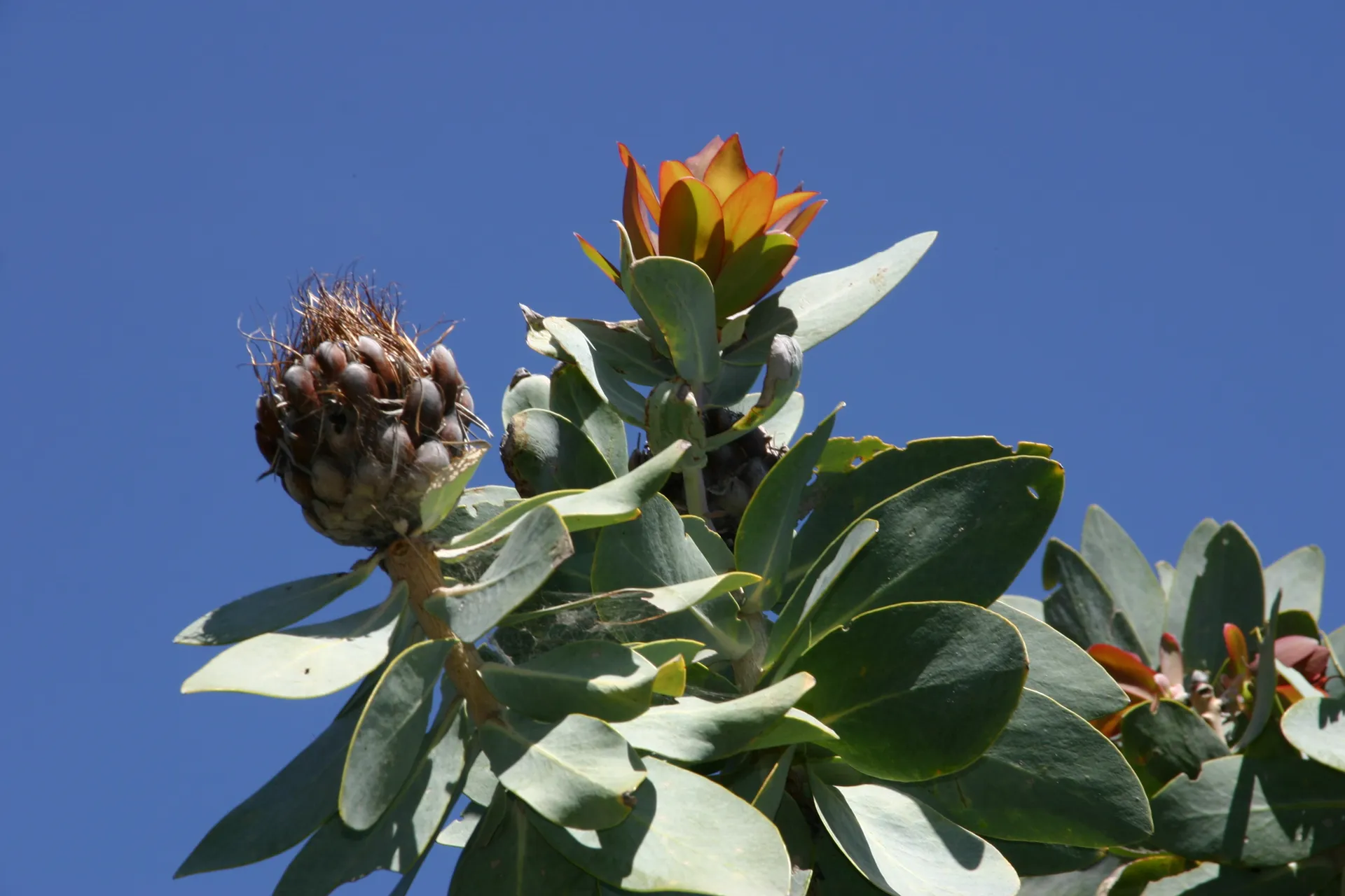 Bloem en vrucht van de lauriersuikerbos [Z-Afrika]