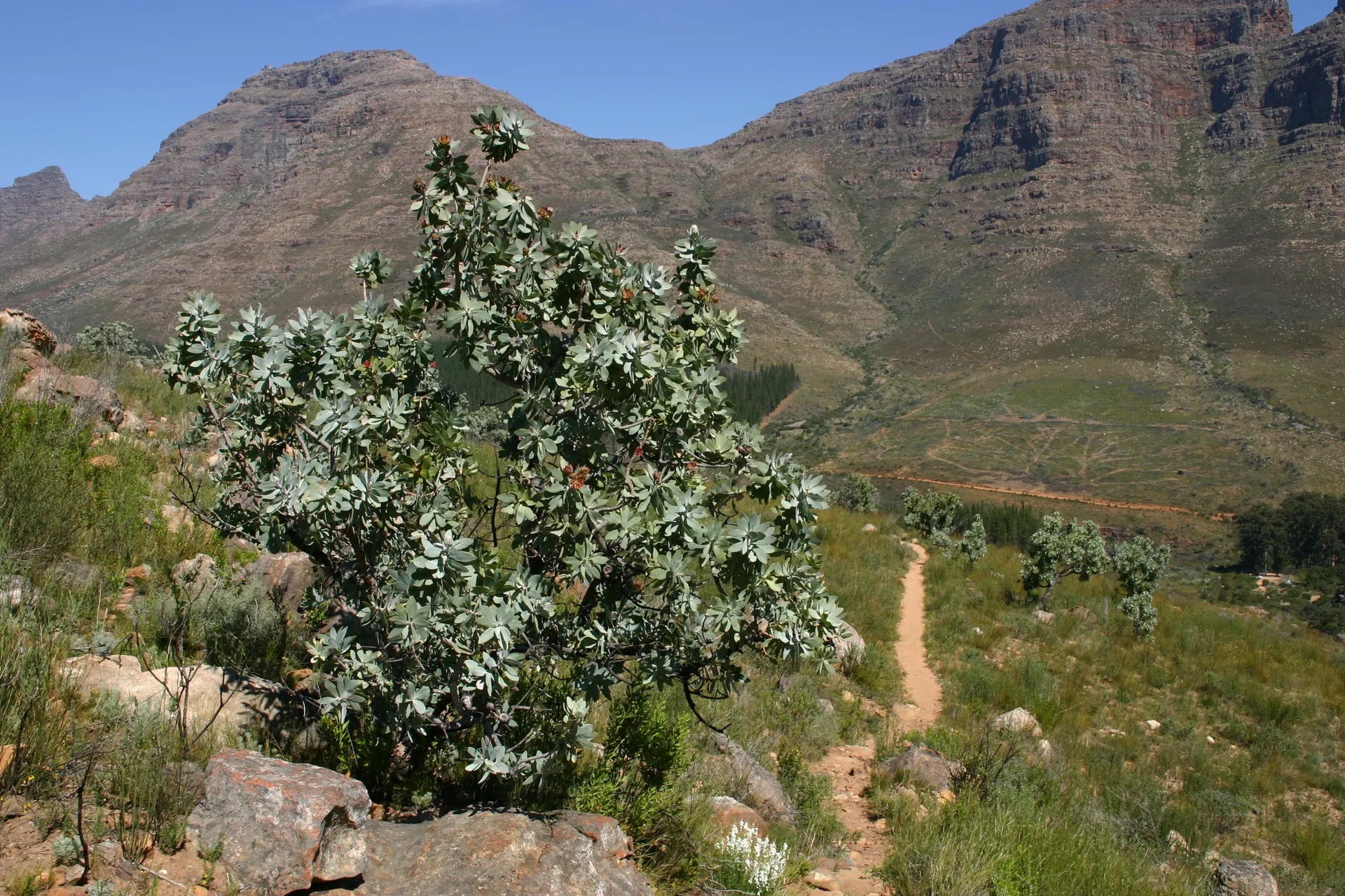 Landschap met <i>bergfynbos</i> tijdens de wandeling naar de waterval [Cederbergen]
