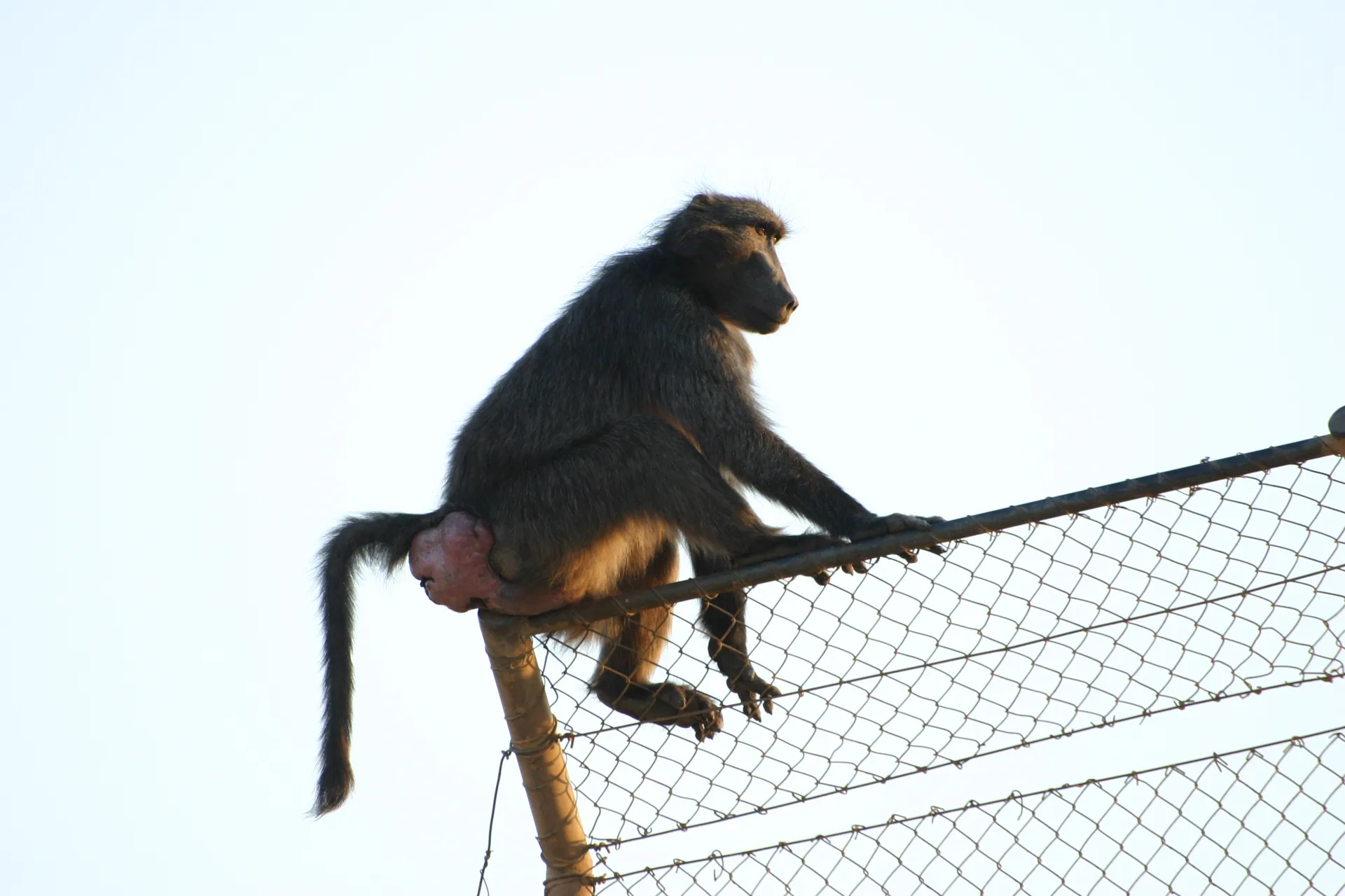 Baviaan in de ochtendzon [Augrabies, Z-Afrika]