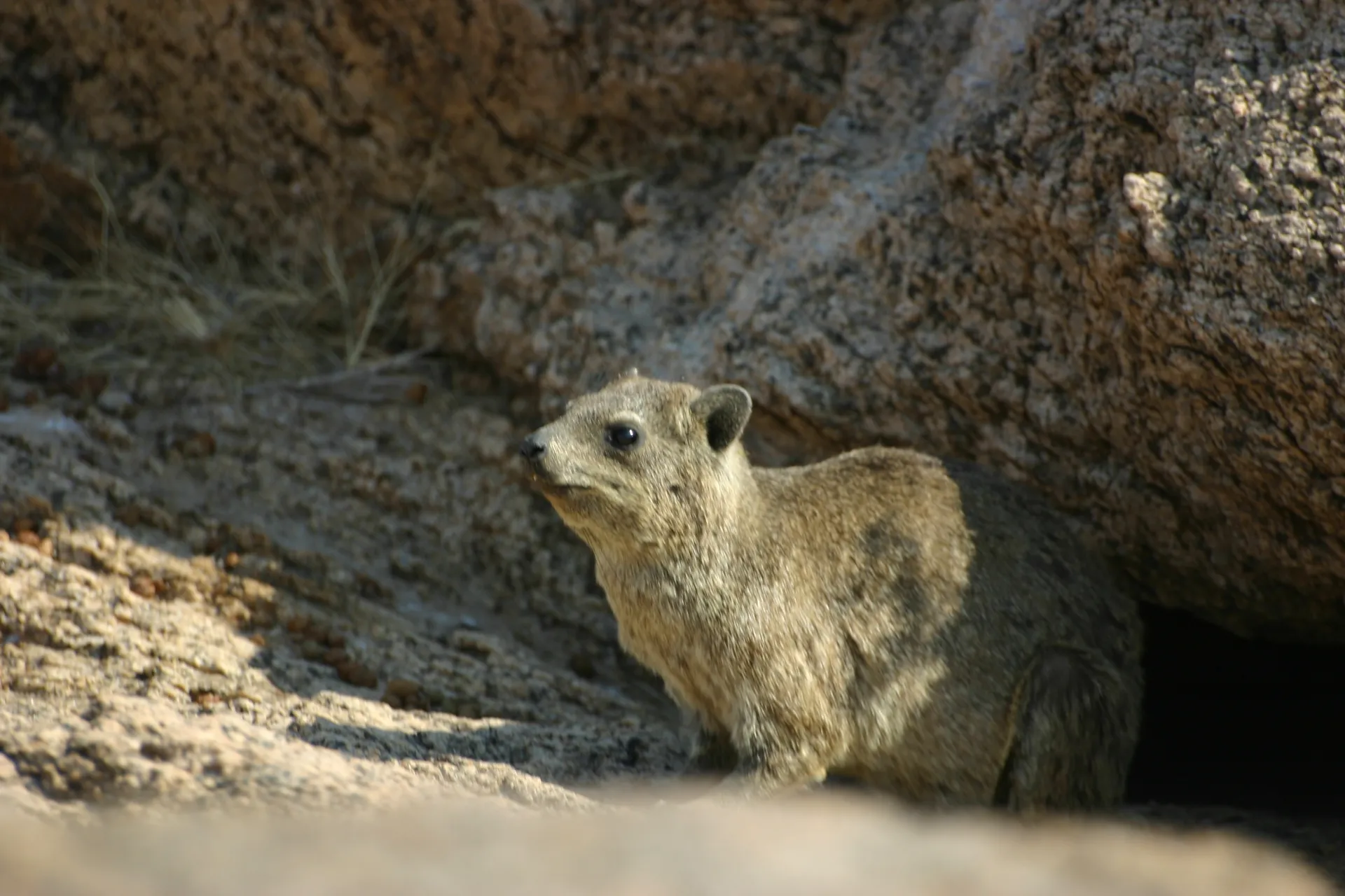 Langs de <i>Dassie trail</i> zit deze klipdassie in het zonnetje [Augrabies park]