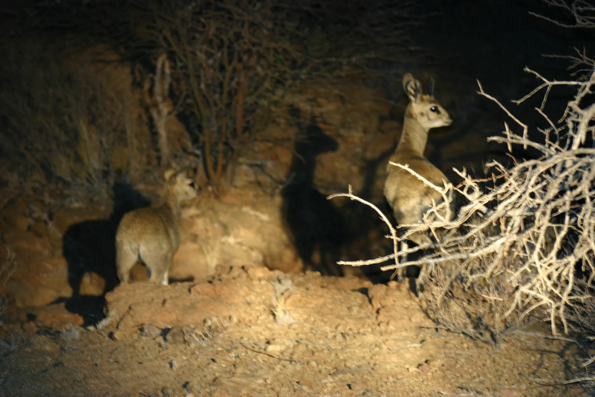 Klipspringers in het schijnwerperlicht tijdens de <i>nightdrive</i> [Augrabies park]