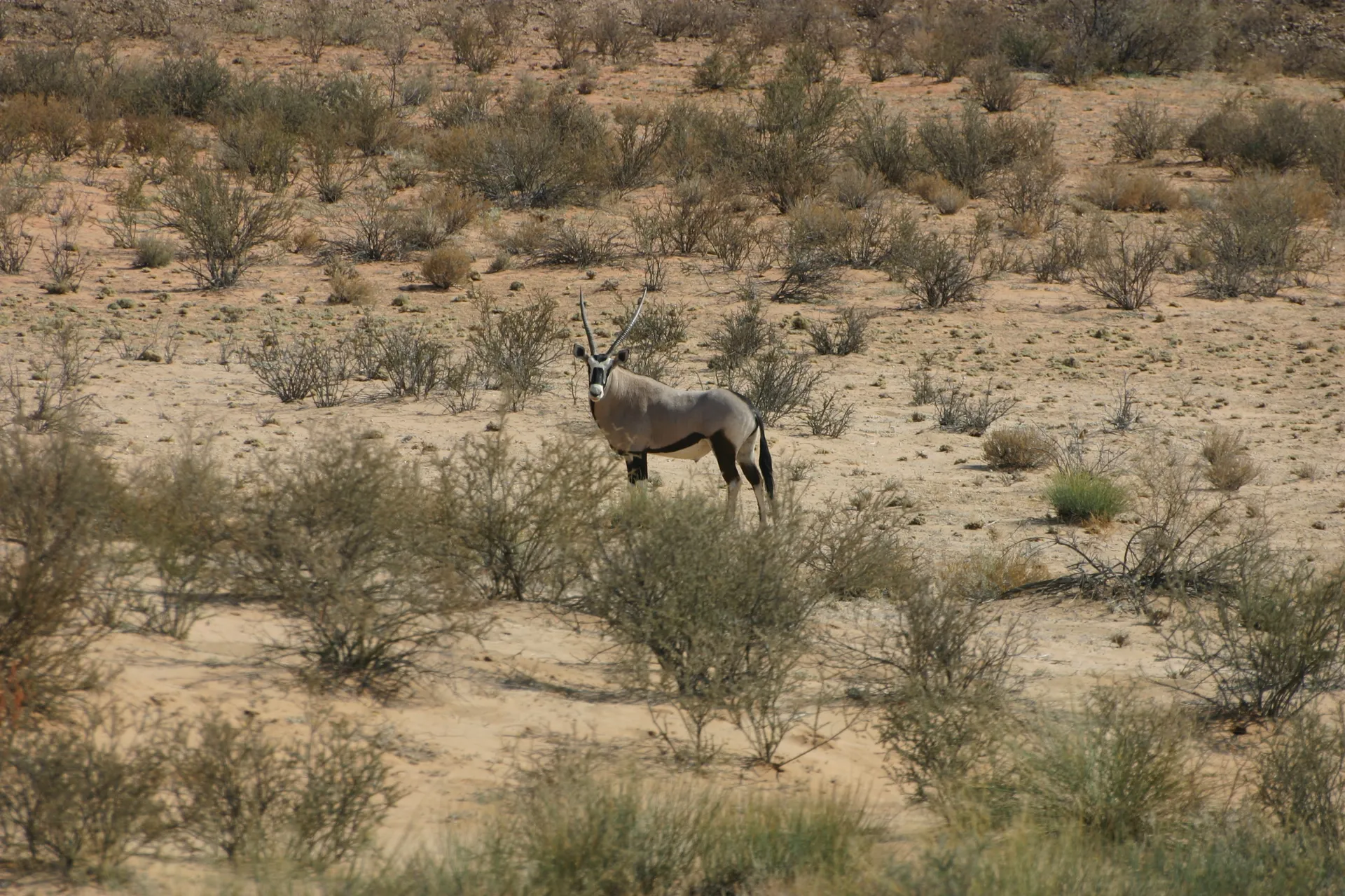 Gemsbok [Kgalagadi park]