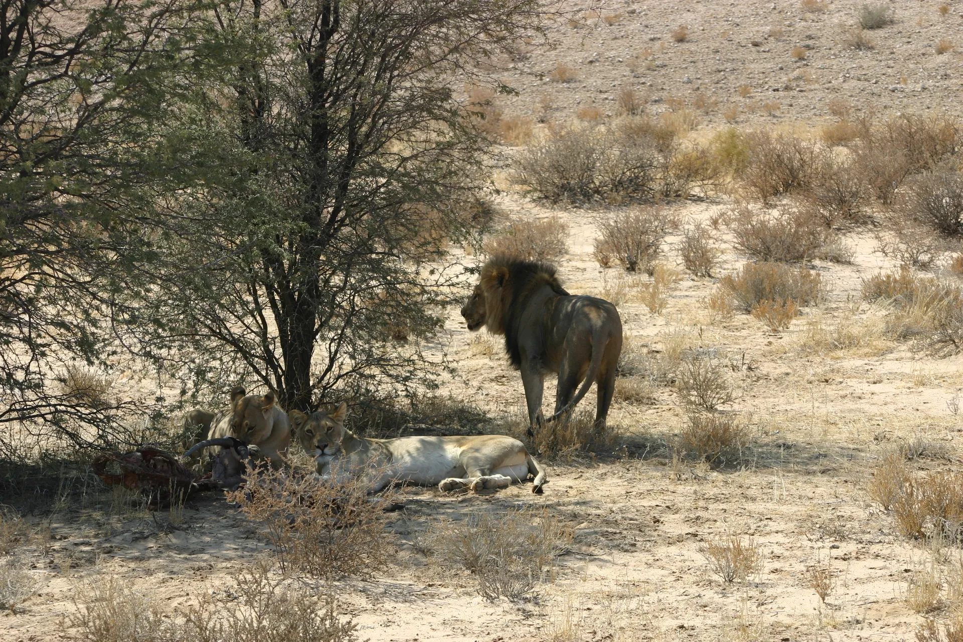 Drie Kalahari-leeuwen onder een boom langs de weg [Kgalagadi park]