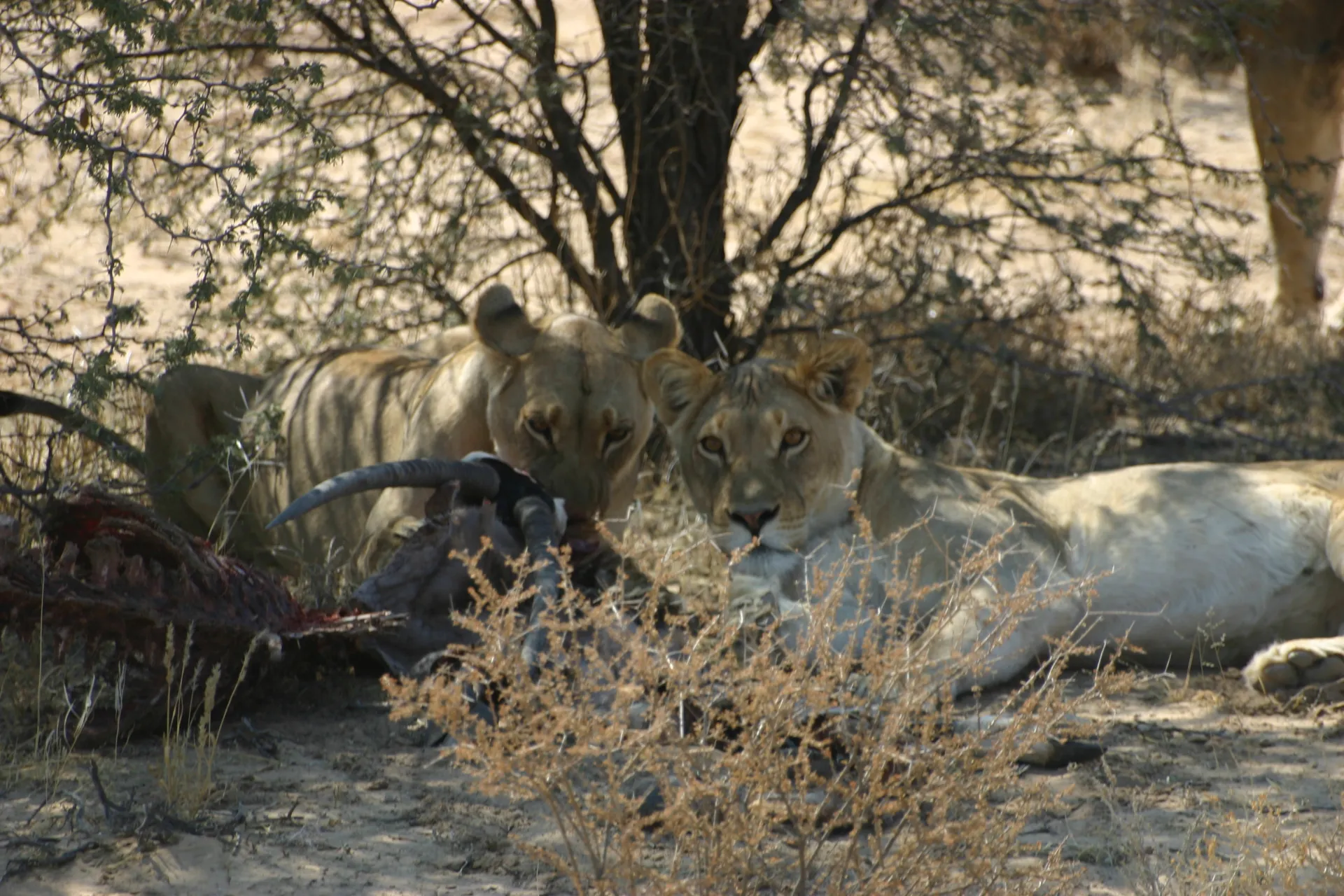 Twee leeuwinnen kluiven op de laatste resten van een gemsbok [Kgalagadi park]