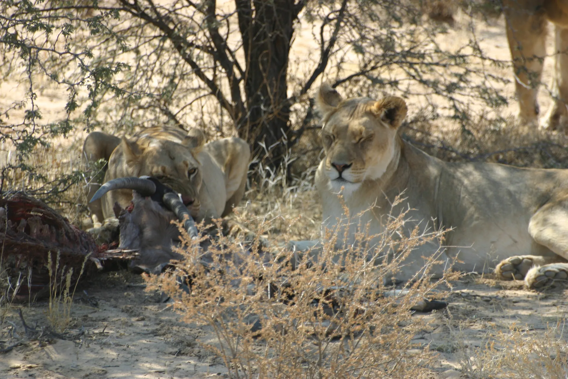 Zoals het grote katten betaamt, liggen de leeuwinnen verzadigd te genieten [Kgalagadi park]