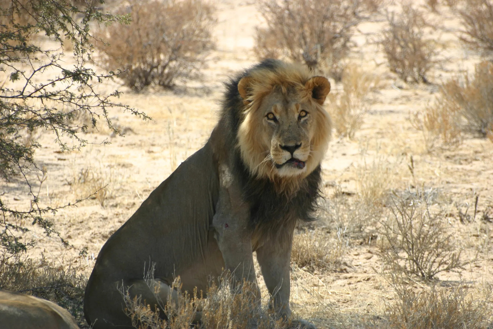 Een Kalahari-mannetjesleeuw met de kenmerkende donkere manen [Kgalagadi park]