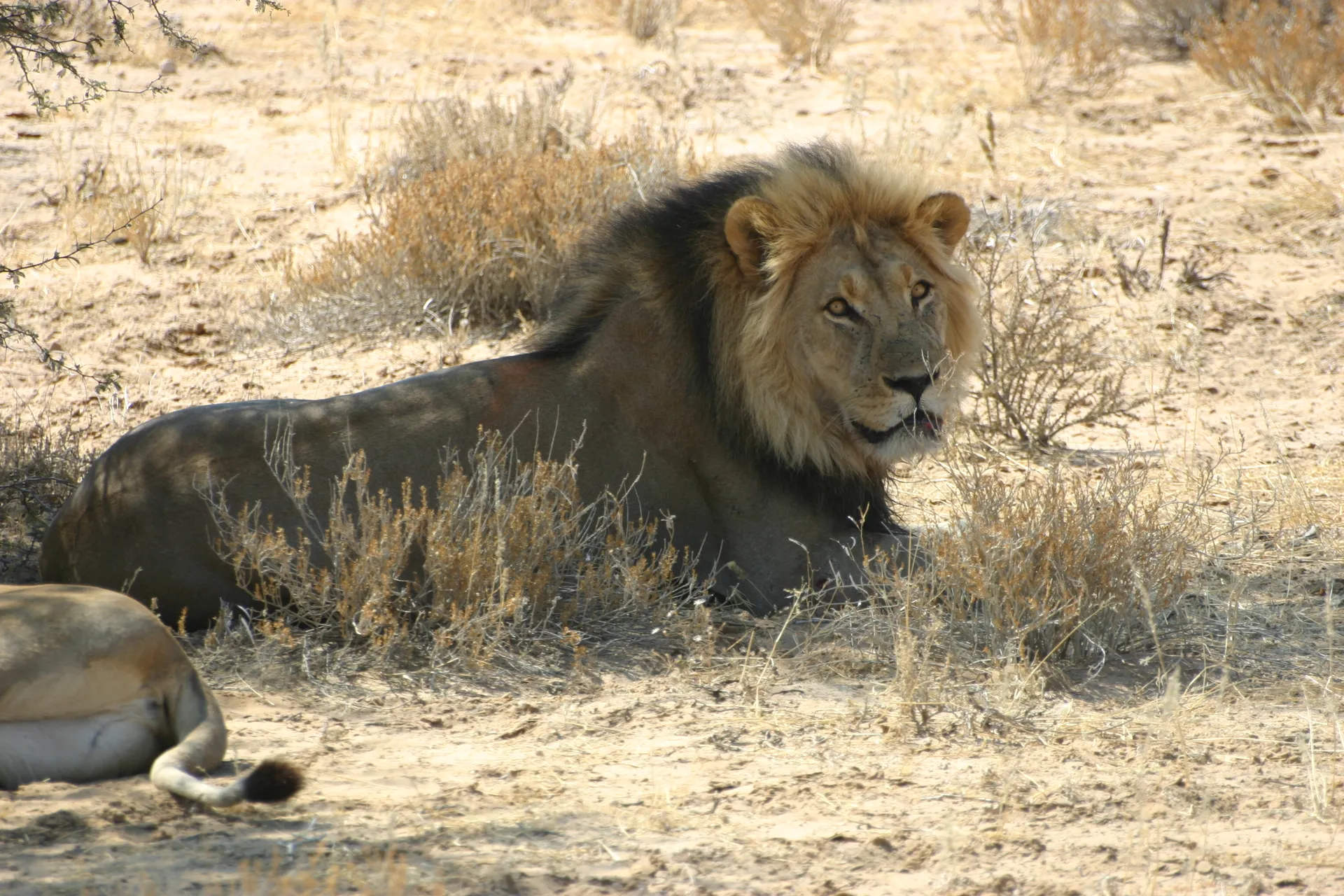 De mannetjesleeuw in volle glorie naast de leeuwinnen [Kgalagadi park]
