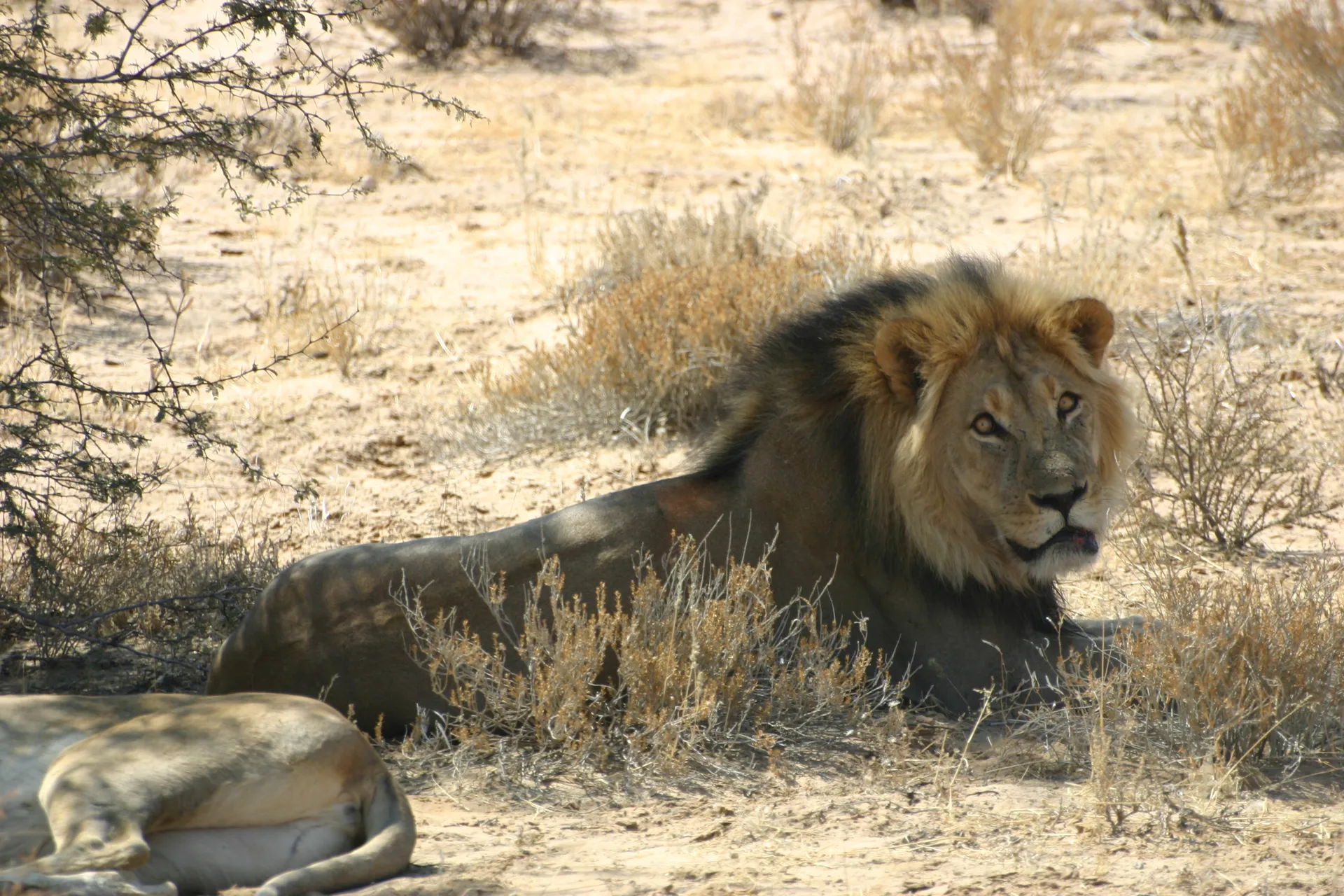 De stoere kop van een Kalahari-mannetjesleeuw [Kgalagadi park]