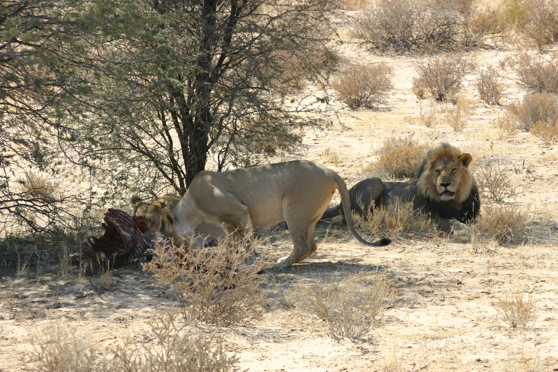 De laatste flinters worden van het karkas van de gemsbok geschraapt [Kgalagadi park]
