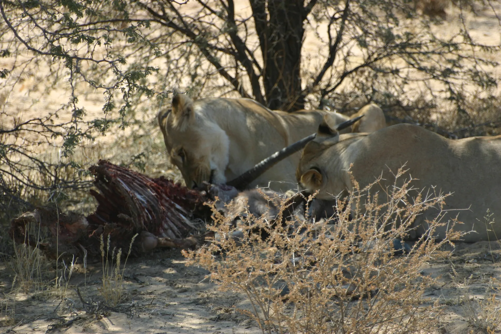Het karkas van de gemsbok roept associaties met spare ribs op [Kgalagadi park]
