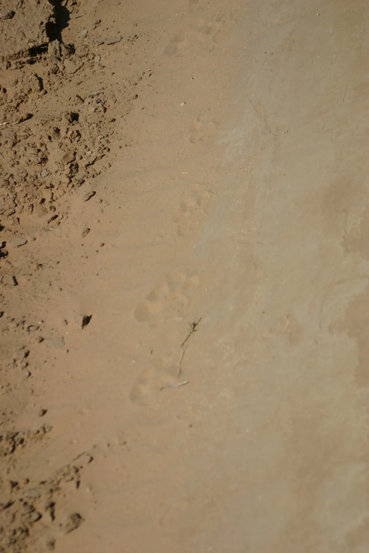 Verse leeuwenprenten in het zand langs de kant van de weg [Kgalagadi park]