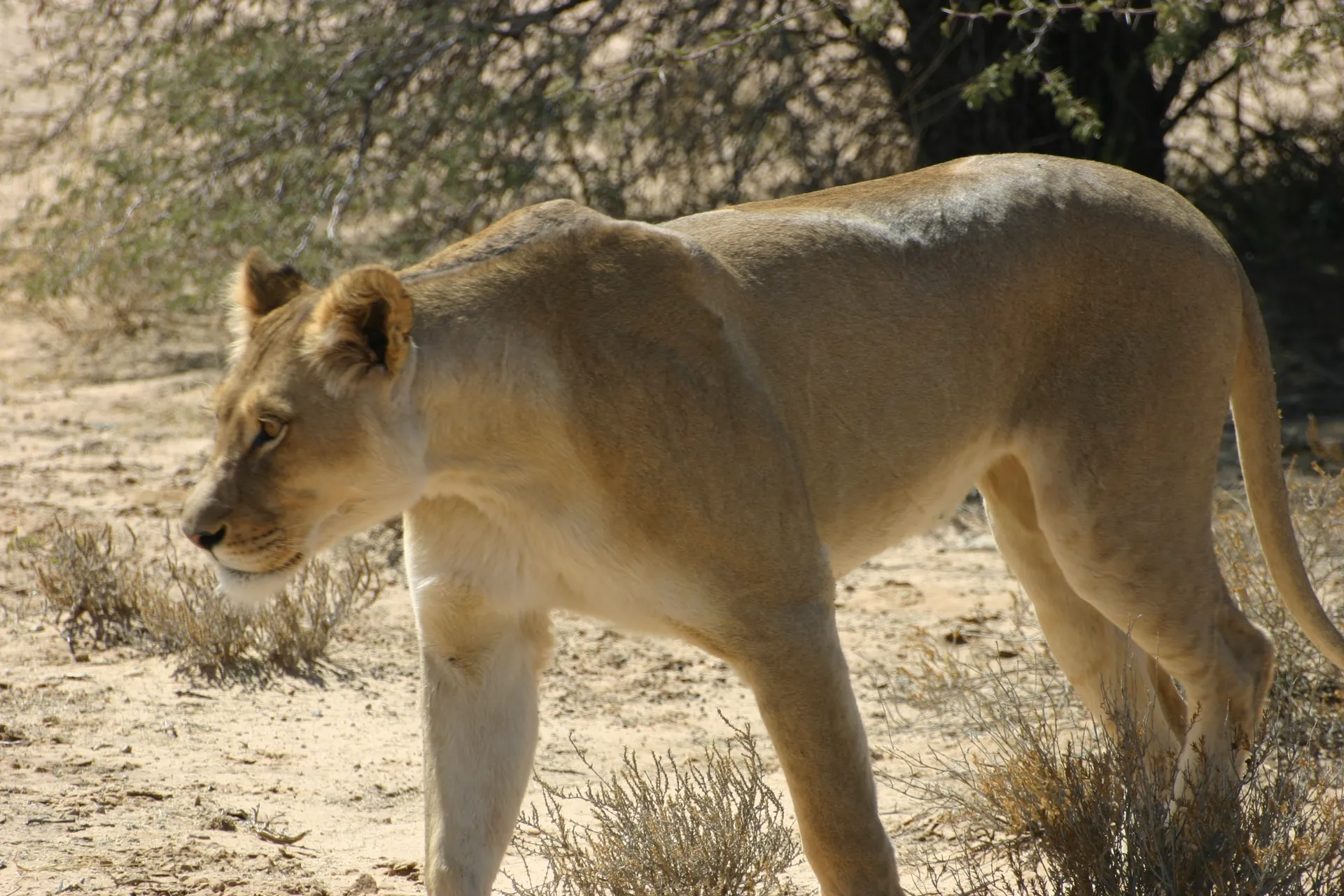 Heel langzaam loopt een van de leeuwinnen naar ons toe en steekt de weg over [Kgalagadi park]