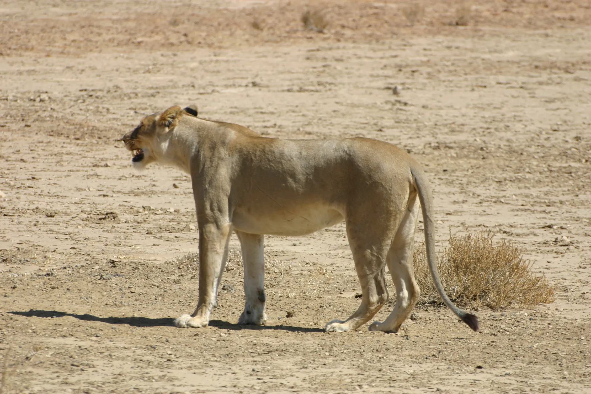 Aan de overkant van de weg even poseren voor de fotografen … [Kgalagadi park]
