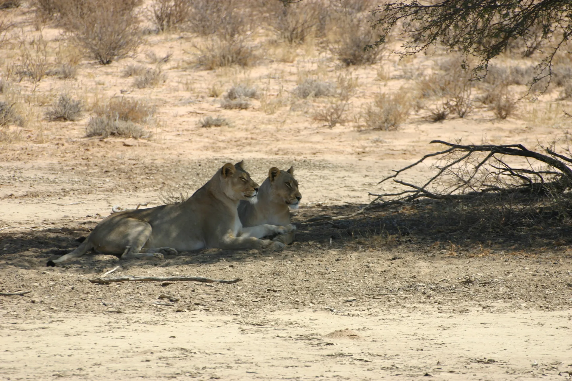 Ook de andere leeuwin steekt over en samen liggen ze onder een boom te genieten [Kgalagadi park]