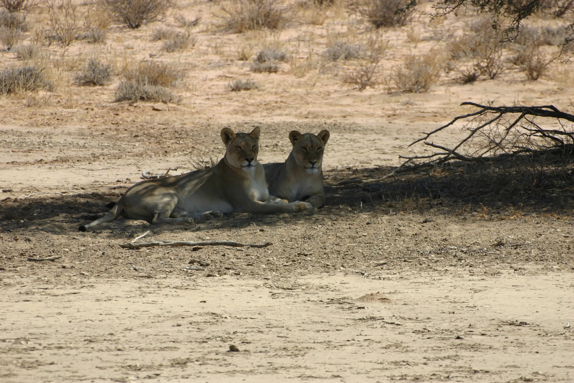Twee paar nieuwsgierige oren beluisteren alle drukte die op de weg is ontstaan [Kgalagadi park]
