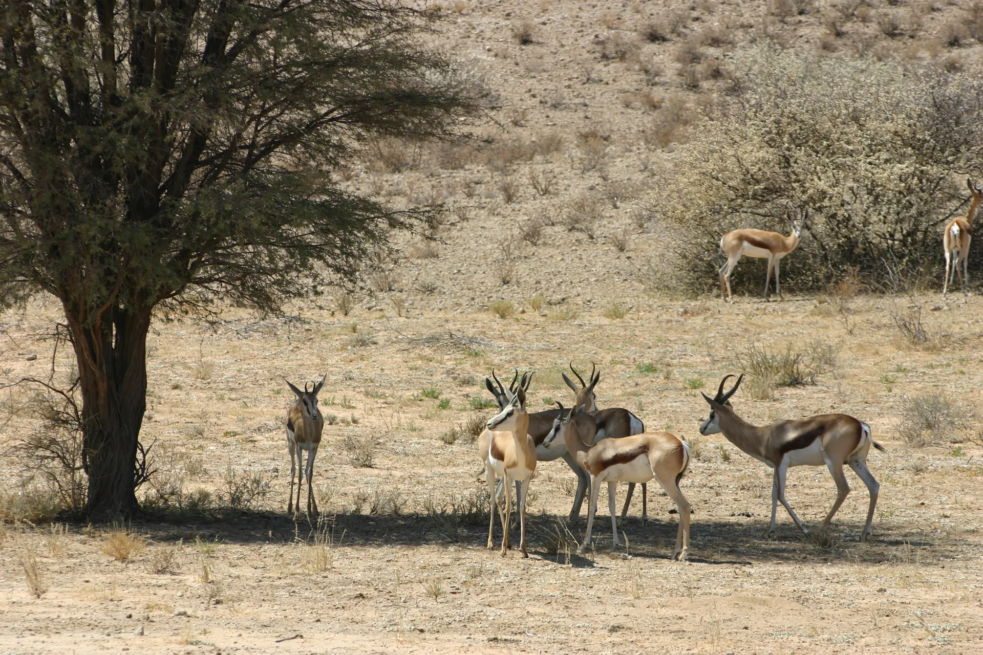 Springbokken [Kgalagadi park, Z-Afrika]