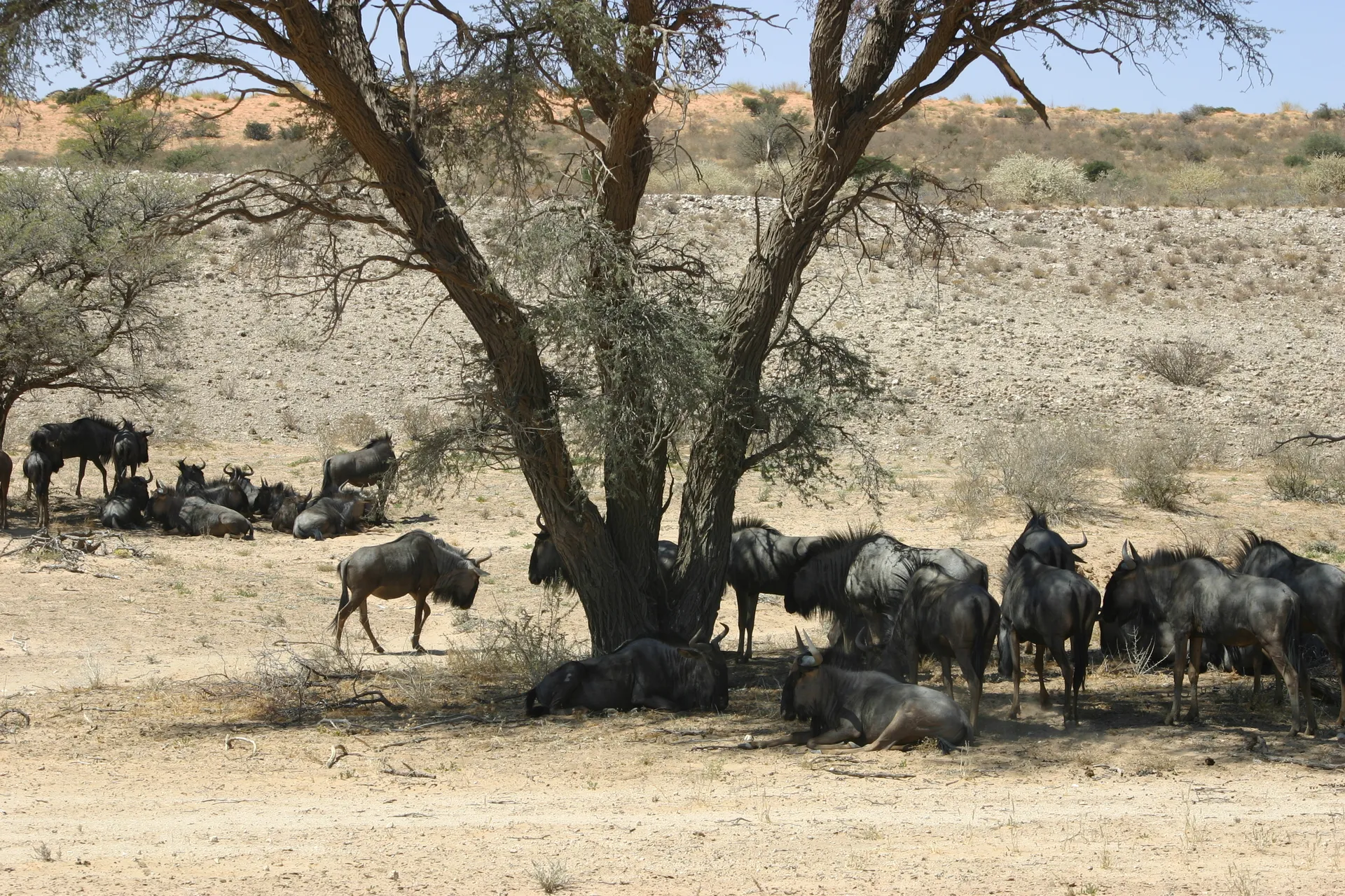 Gnoes in de schaduw van een boom [Kgalagadi park]