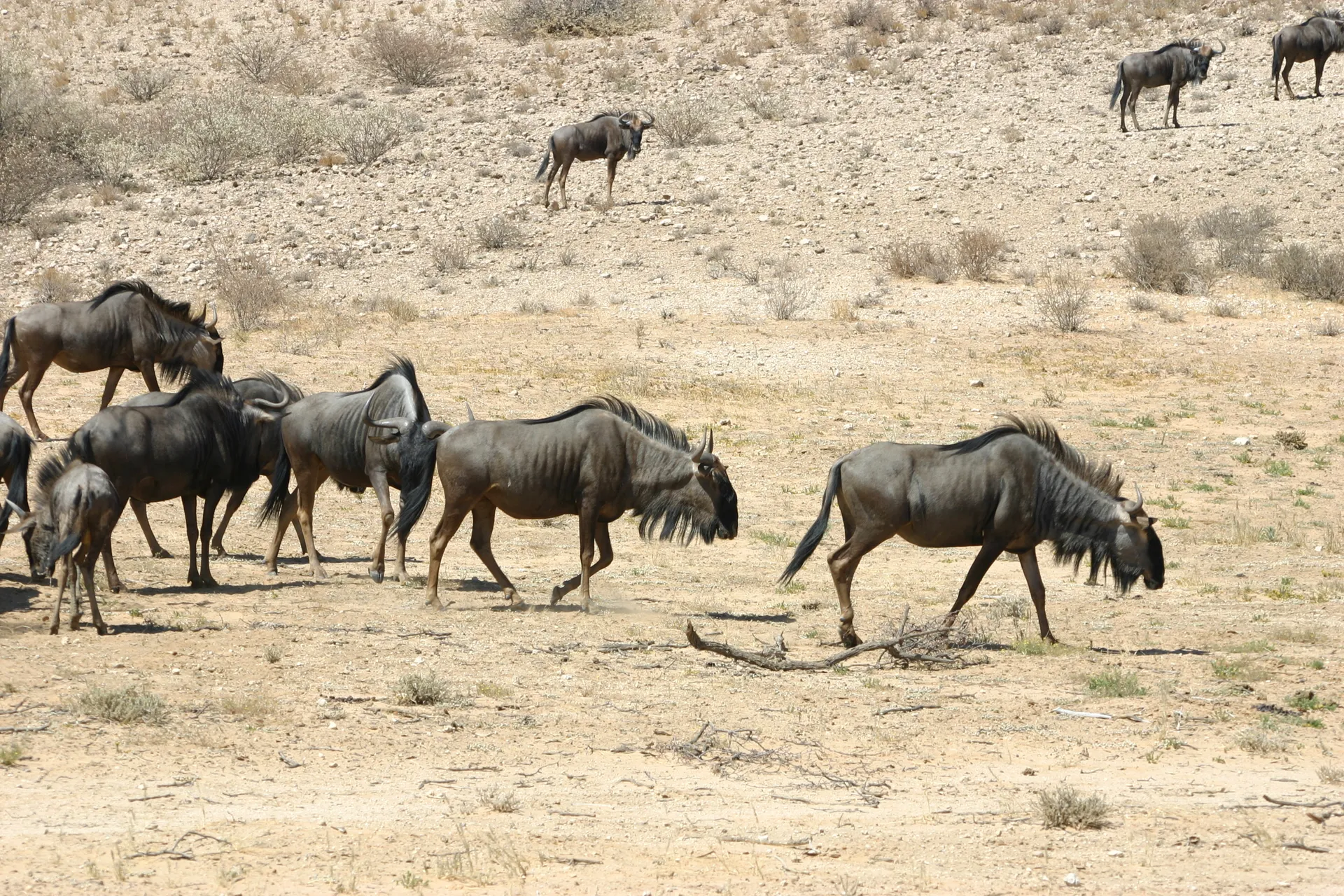 Wildebeesten of gnoe’s [Kgalagadi park, Z-Afrika]