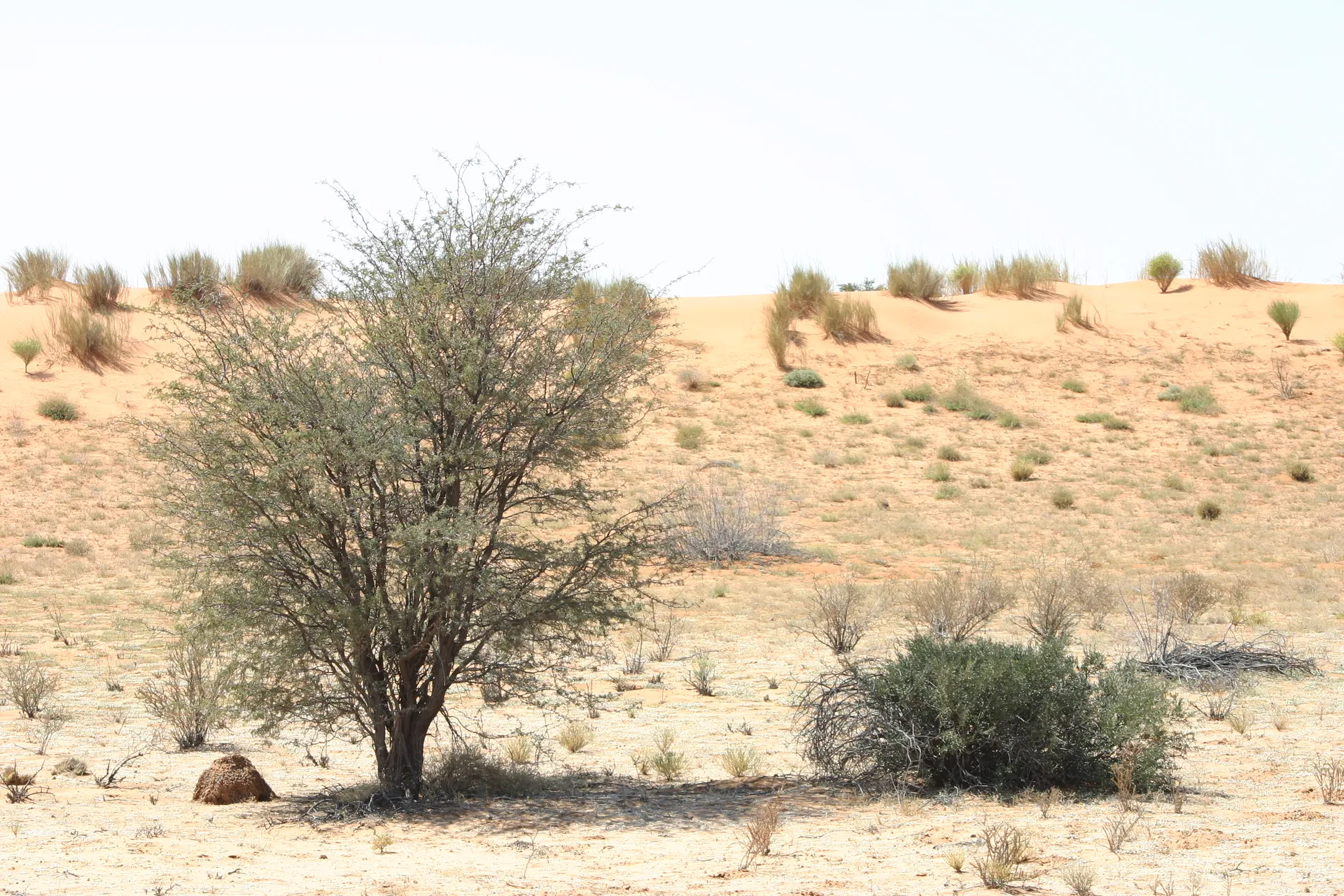 Het kenmerkende rode Kalahari-zand [Kgalagadi park]