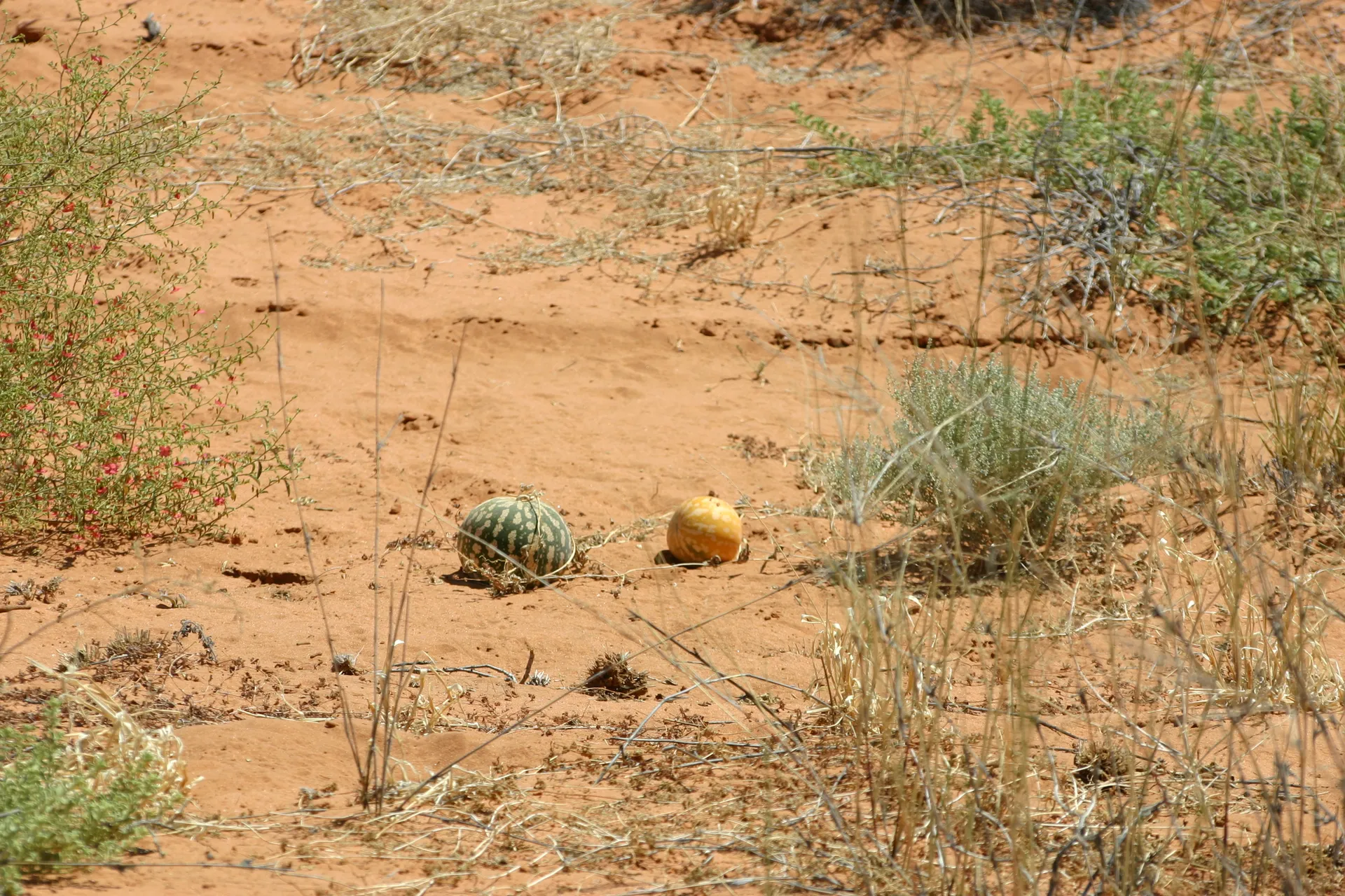 Tsama meloenen op het rode zand [Kgalagadi park]