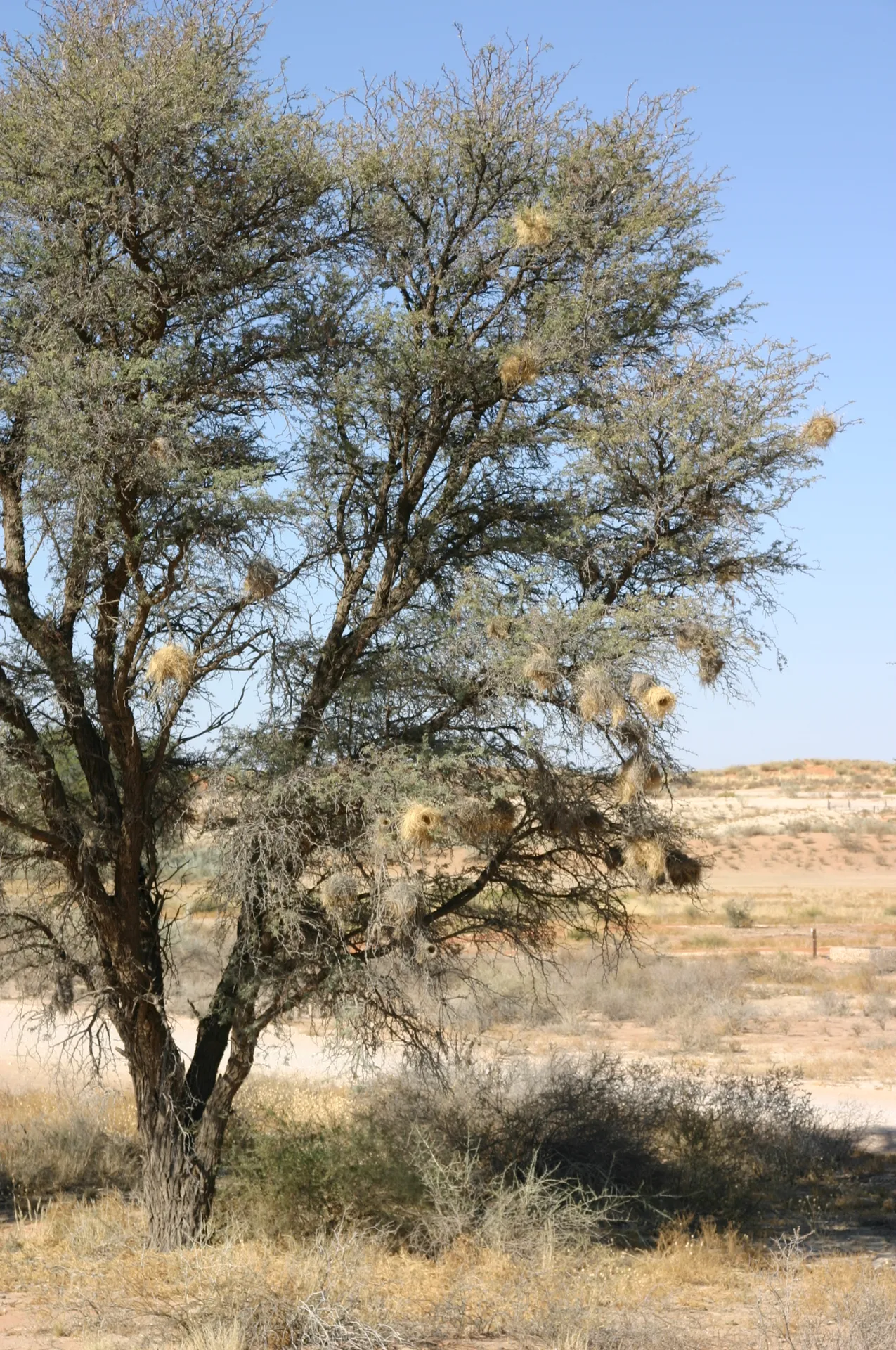 Boom met nestjes van wevervogels nabij de camping van Kgalagadi park