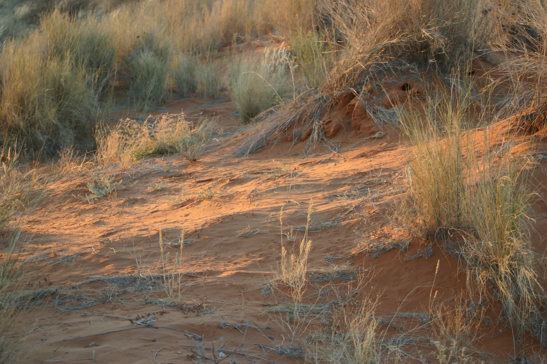 Het rode zand bij het laatste avondlicht [Kgalagadi park]
