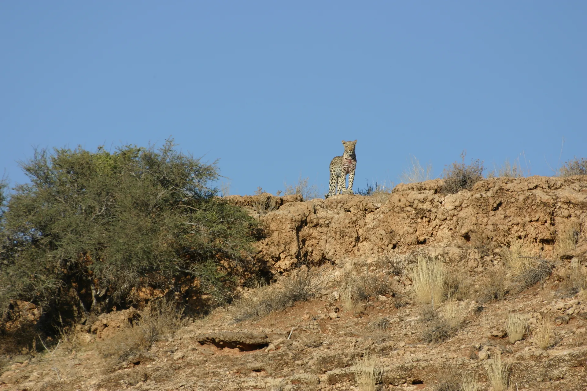 Luipaard na de maaltijd [Kgalagadi park]