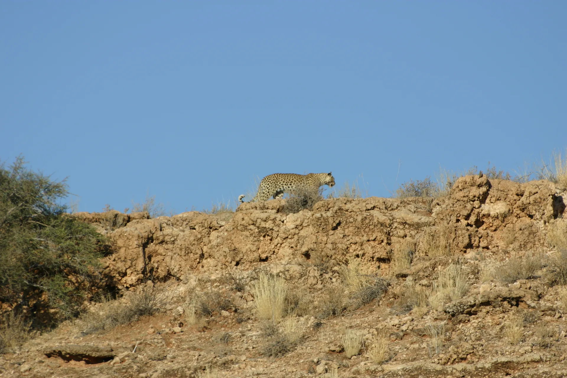 Luipaard langs de rand van de oeverwal [Kgalagadi park]