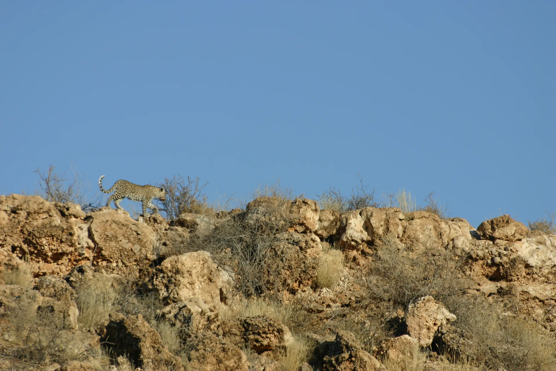 Luipaard langs de rand van de oeverwal [Kgalagadi park]