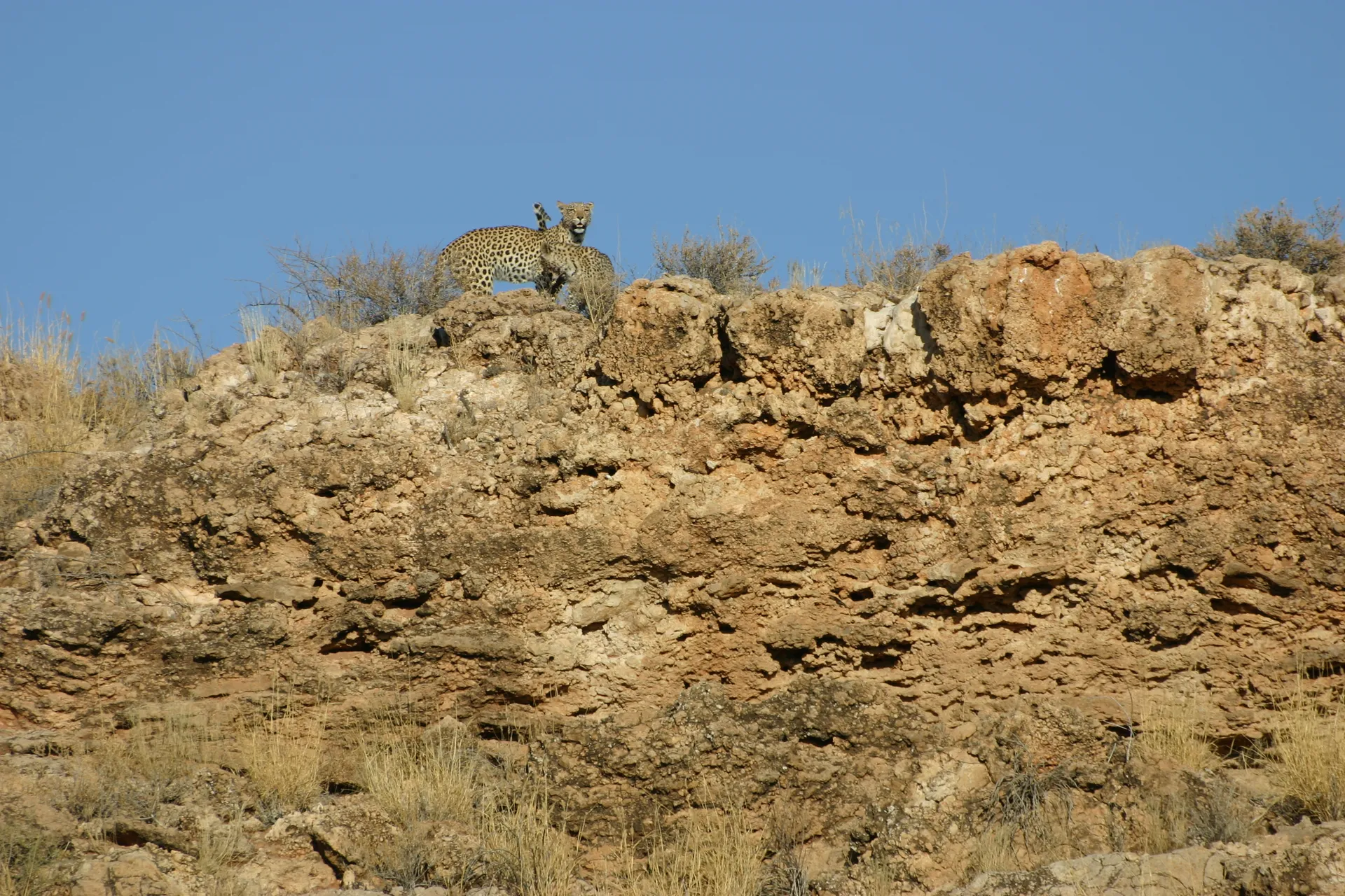 Spelende jonge luipaarden [Kgalagadi park]