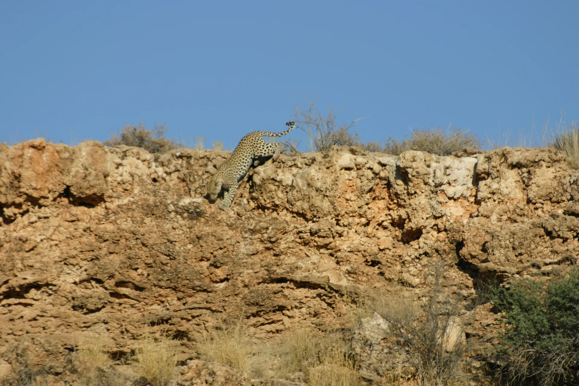 Afdaling van een luipaard naar de boom met de prooi [Kgalagadi park]