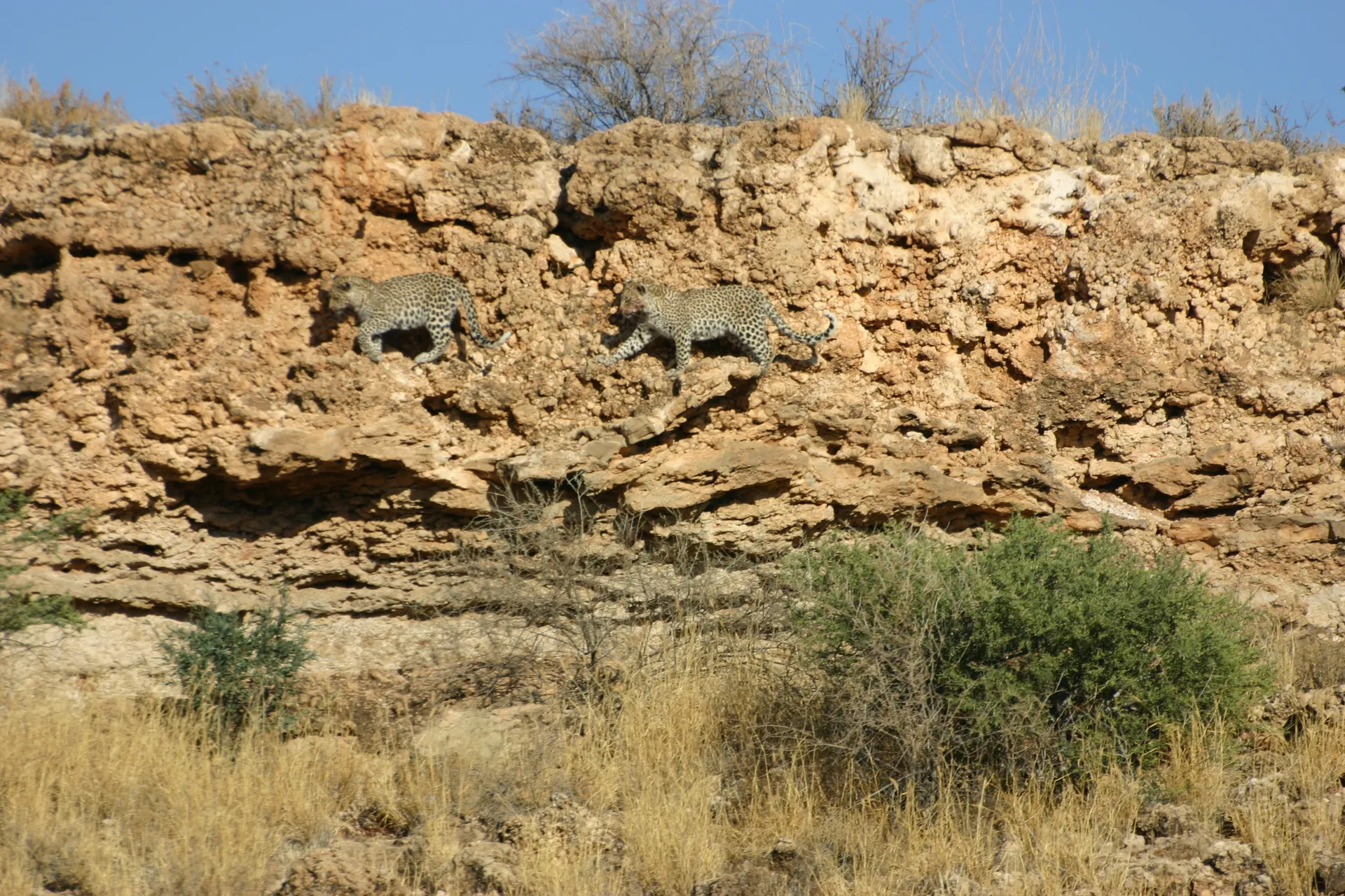 De twee jonge luipaarden balancerend over de rotsrichels [Kgalagadi park]