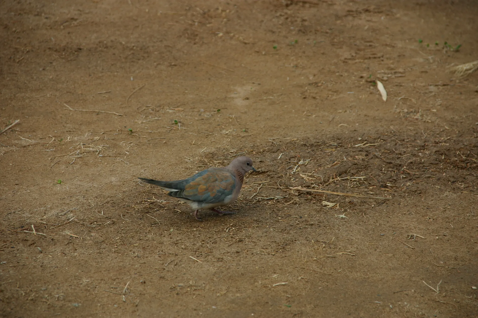 Tortelduif (Afr. Rooiborsduifie, <i>Streptopelia senegalensis</i>) [Ai-Ais]