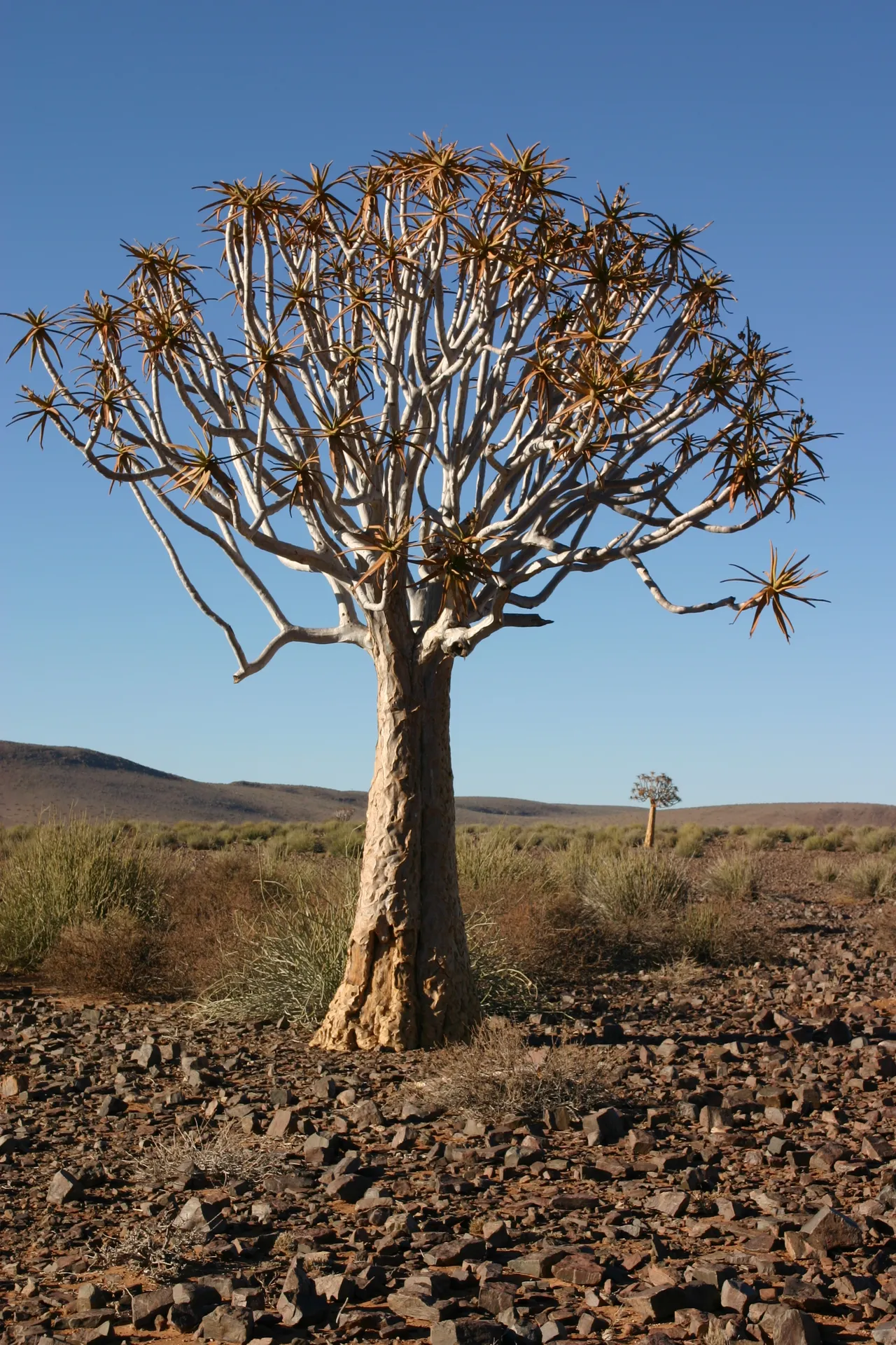 Kokerboom [zuidelijk deel Namibië]