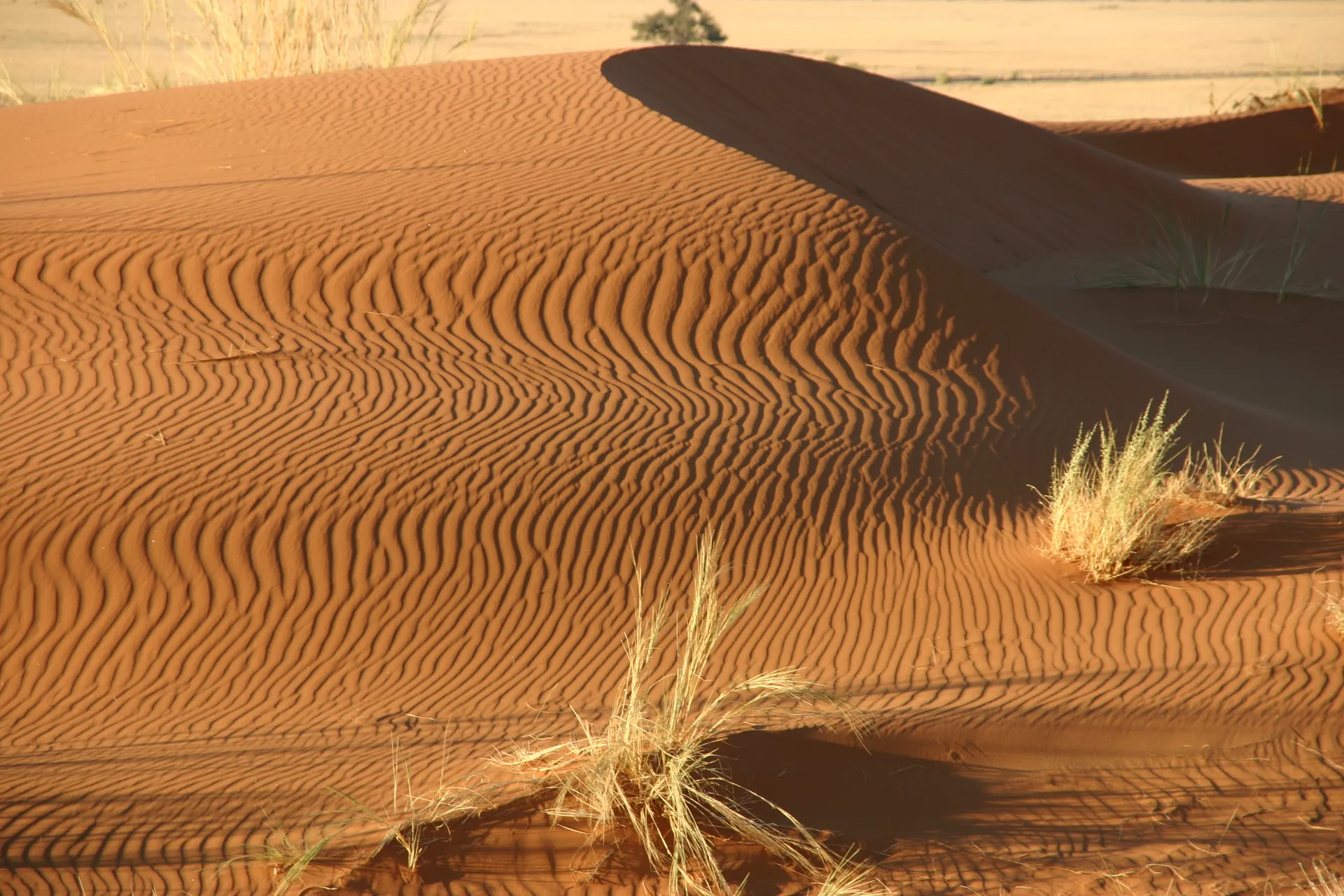 Ribbels in het rode zand [nabij Sesriem]